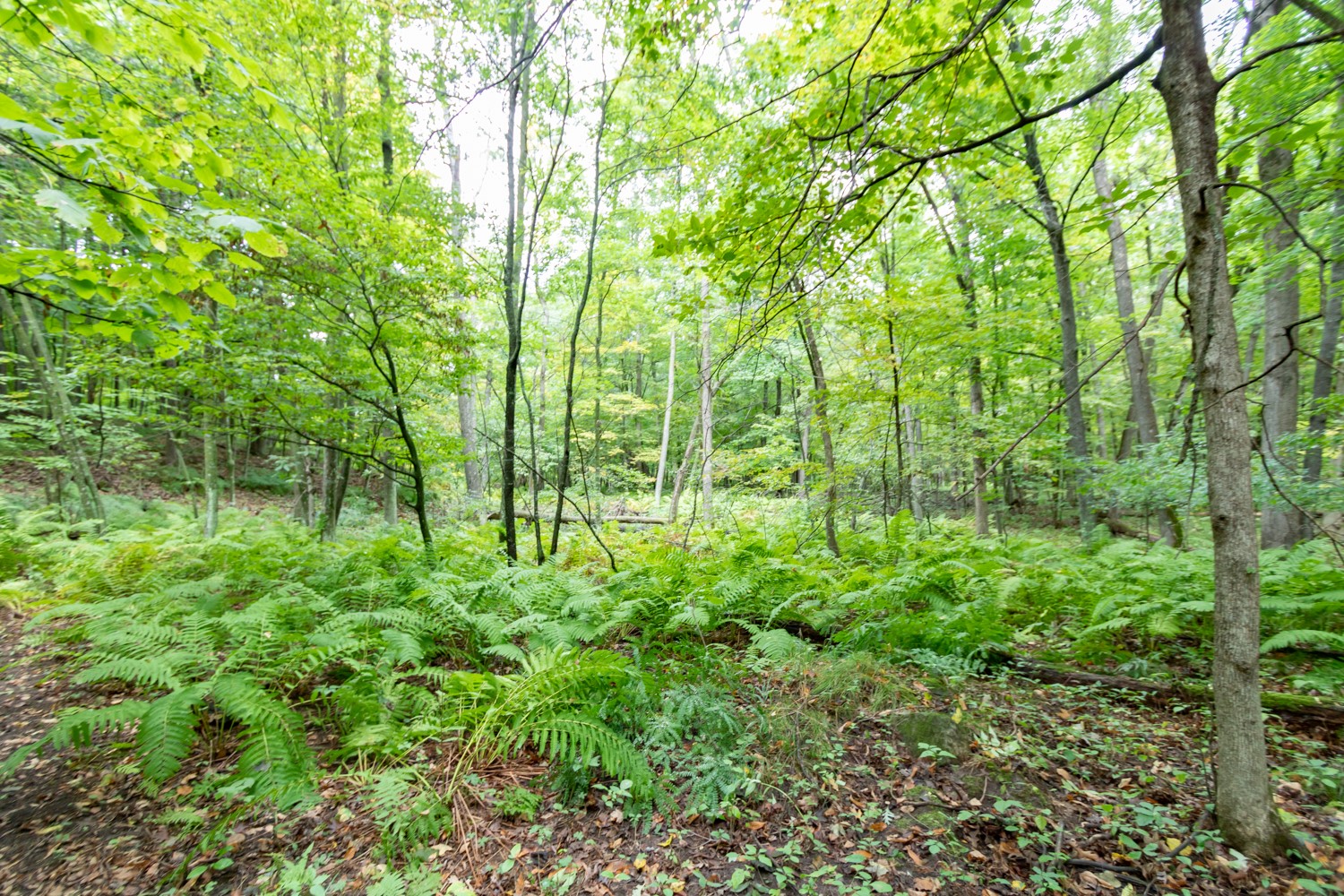20 Acres 153rd Avenue Property Photo 4