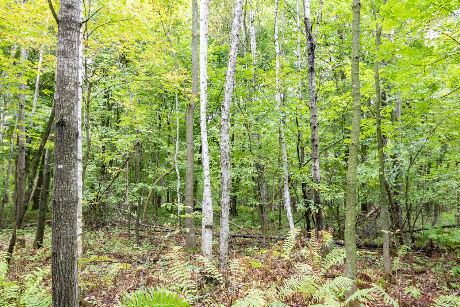 20 Acres 153rd Avenue Property Photo 5