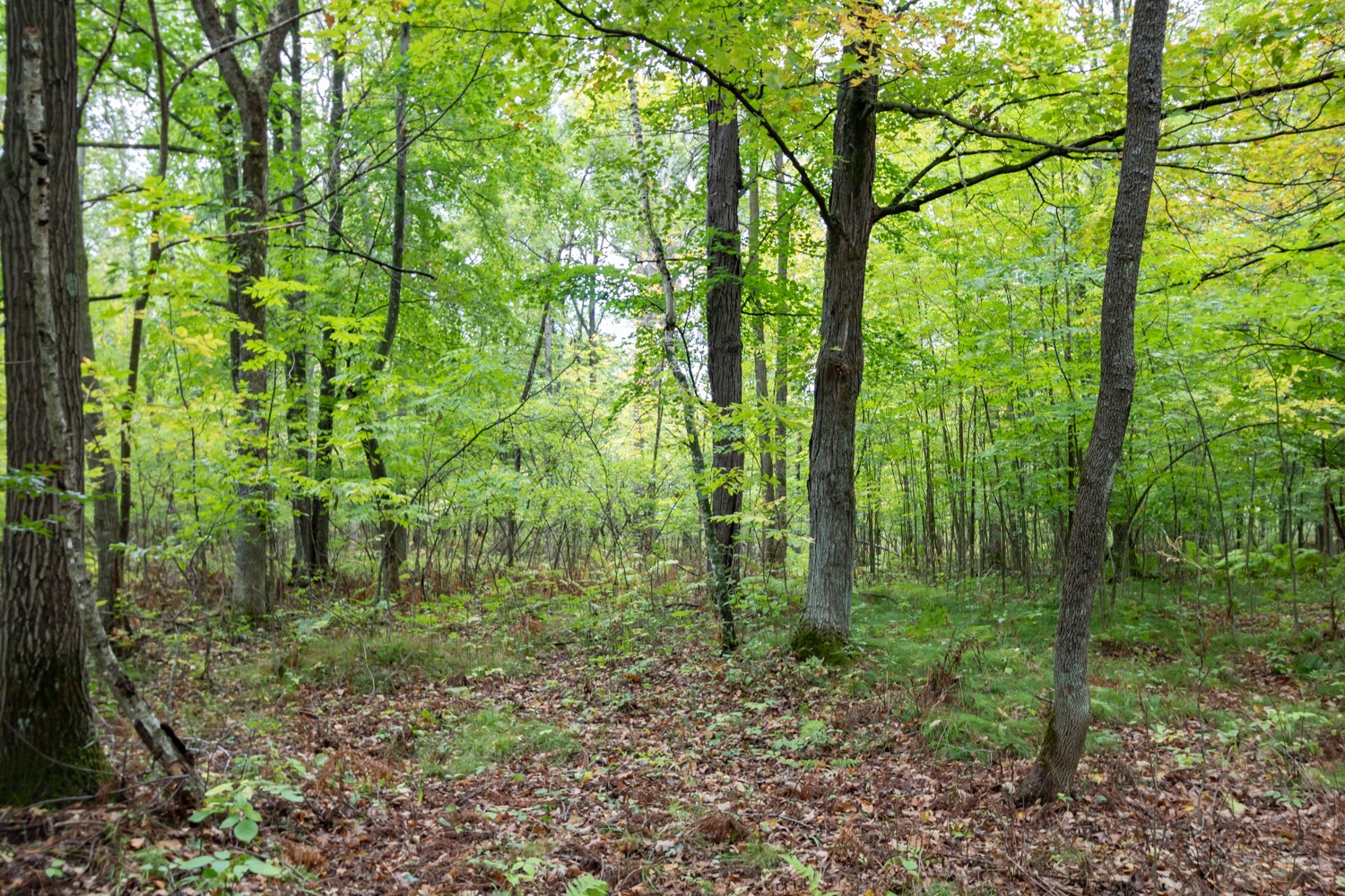 20 Acres 153rd Avenue Property Photo 6