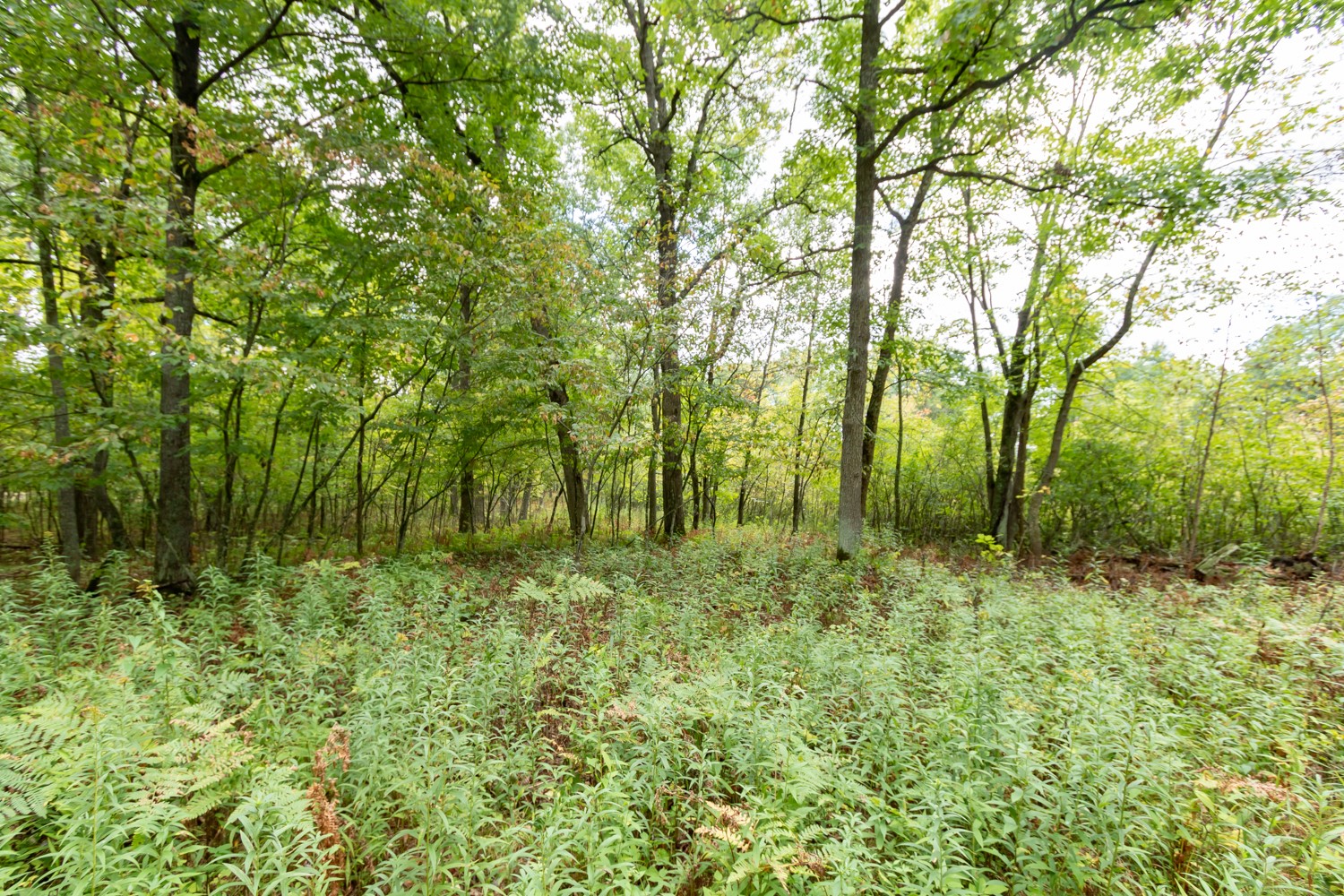 20 Acres 153rd Avenue Property Photo 7