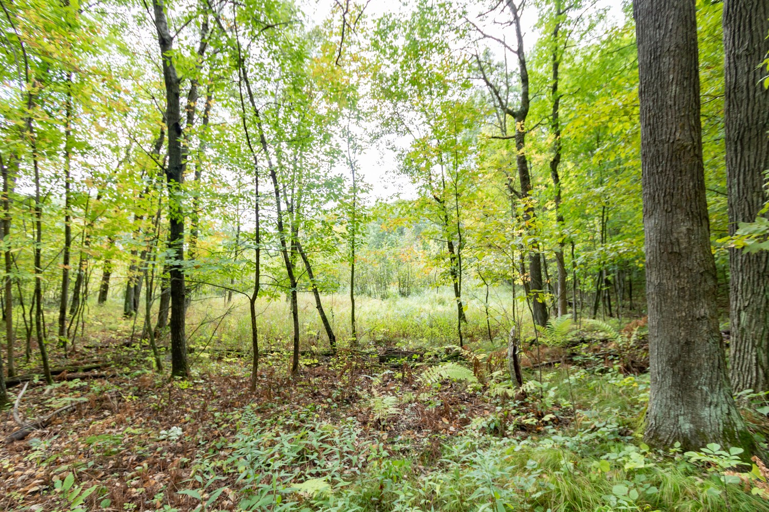 20 Acres 153rd Avenue Property Photo 8