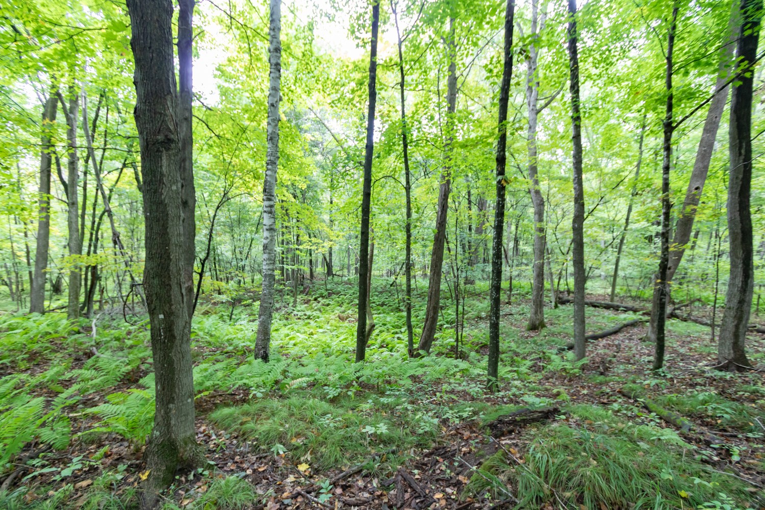20 Acres 153rd Avenue Property Photo 9