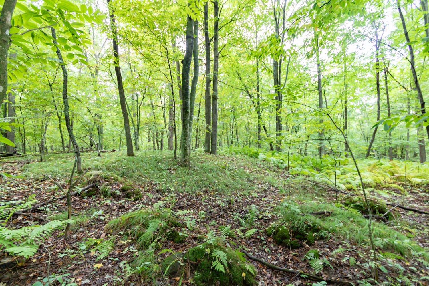 20 Acres 153rd Avenue Property Photo 10