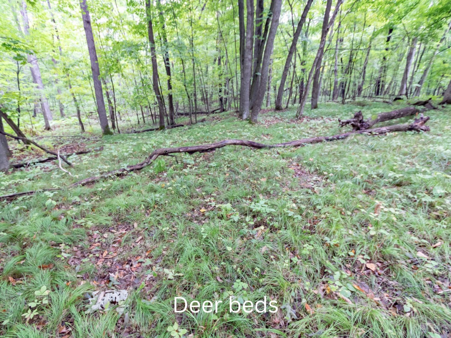 20 Acres 153rd Avenue Property Photo 11