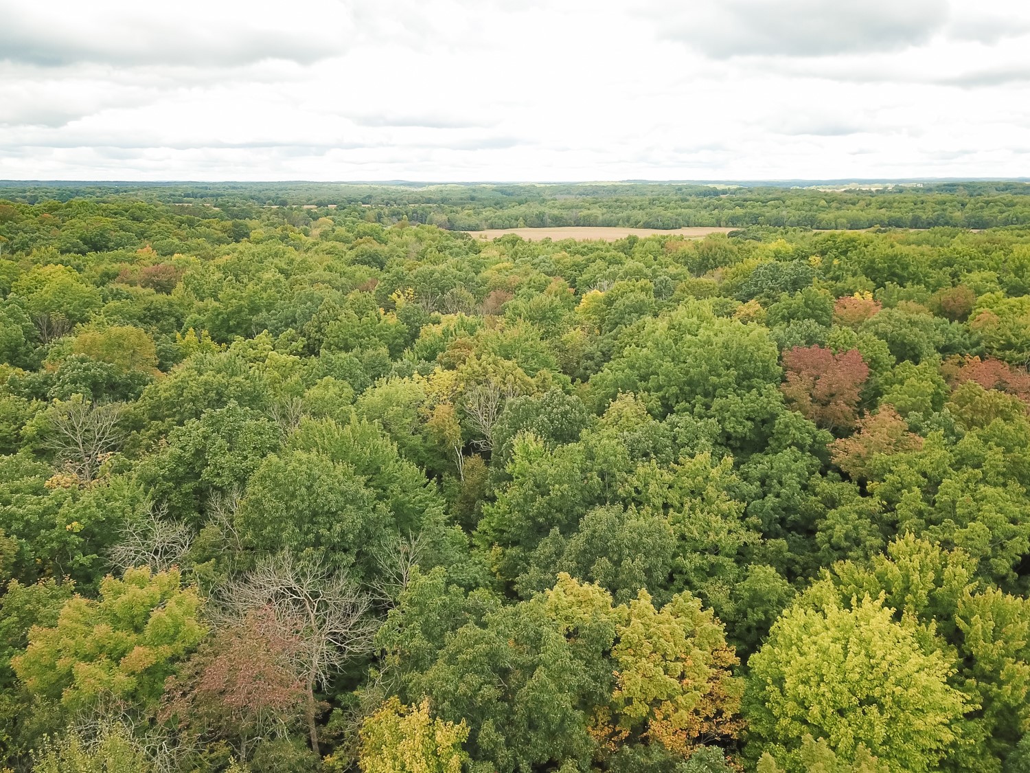 20 Acres 153rd Avenue Property Photo 18