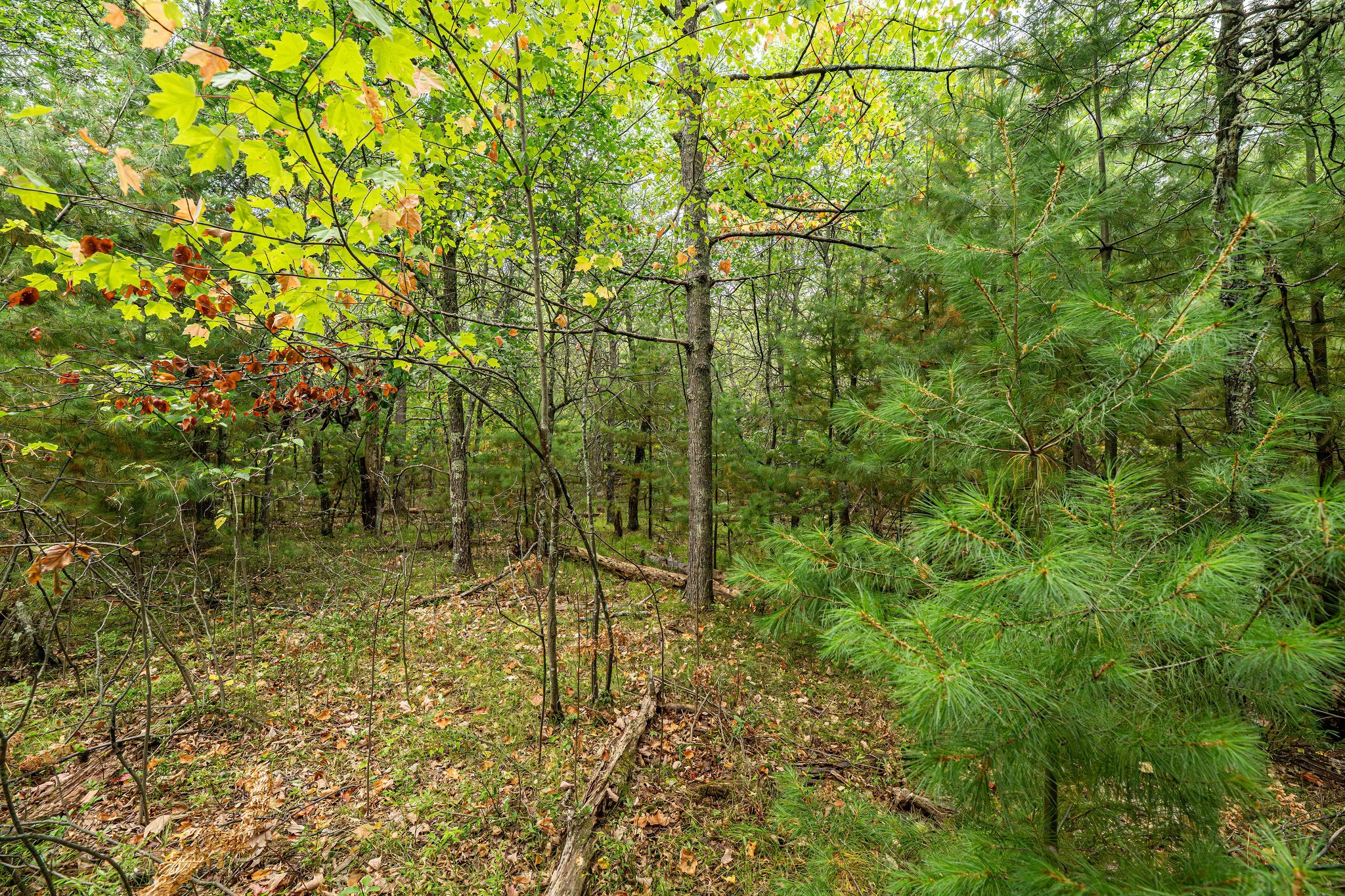 001 Birch Lake Road Property Photo 5