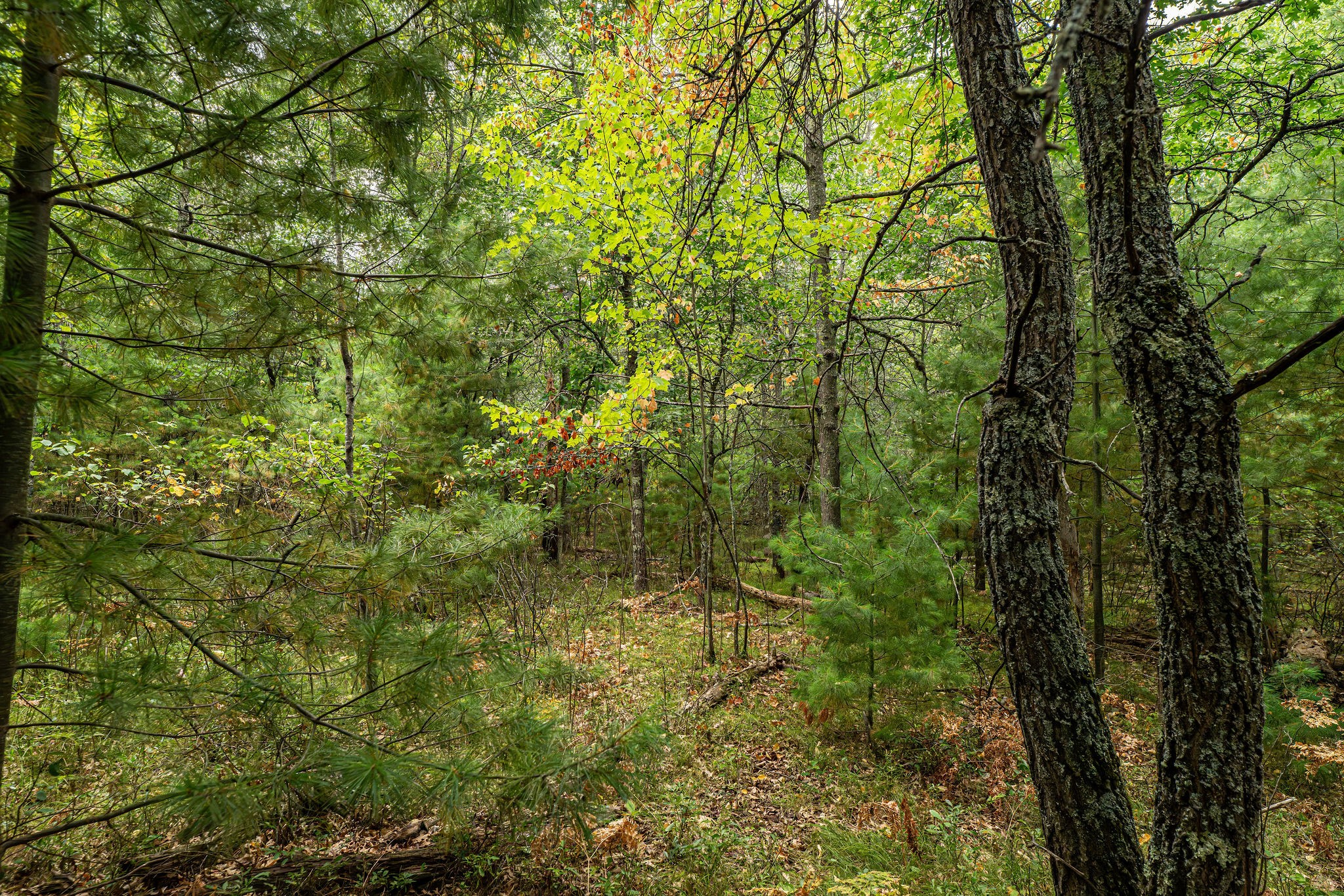 001 Birch Lake Road Property Photo 8