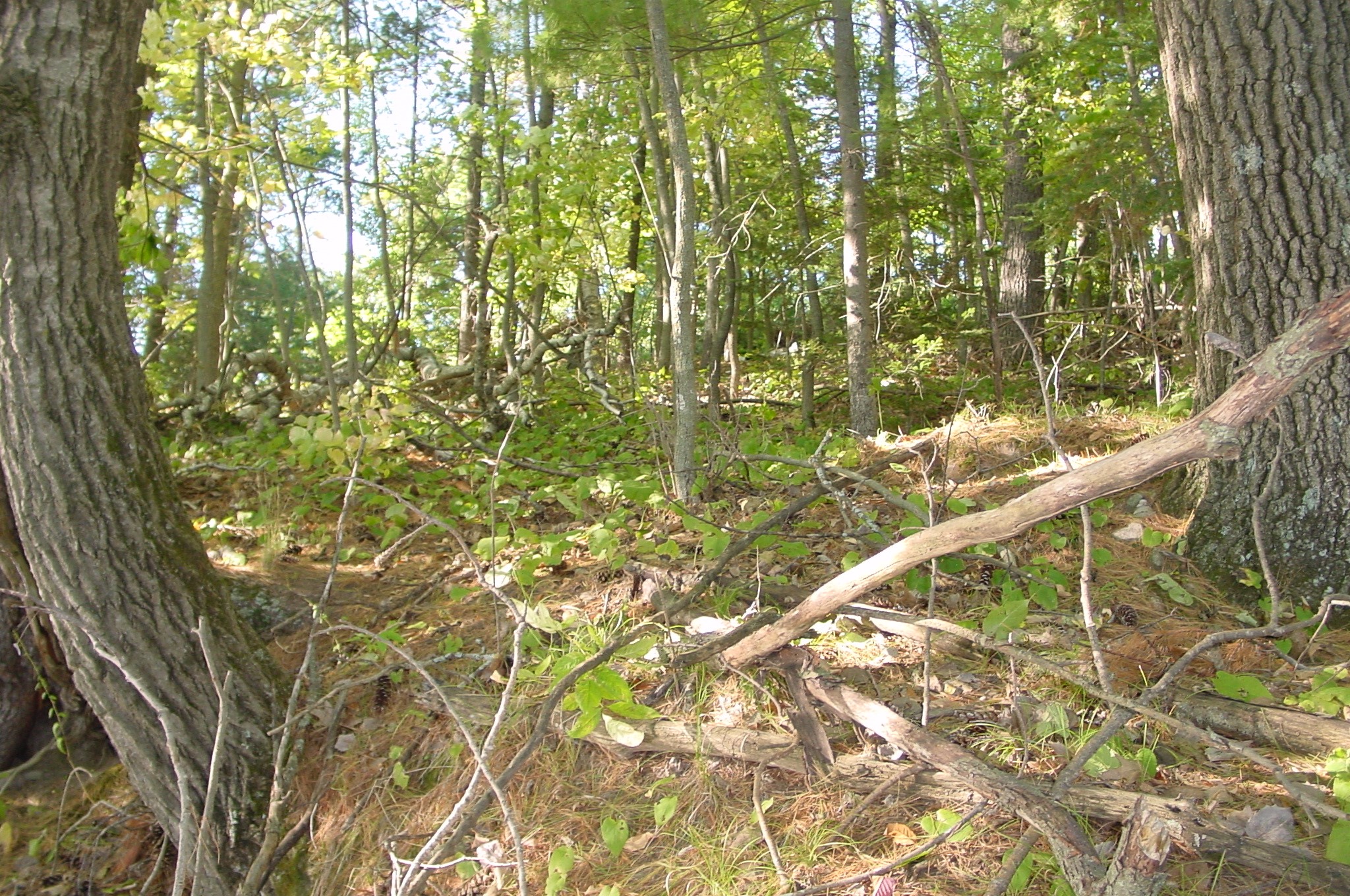Lot 6 Mae West Road Property Photo 5