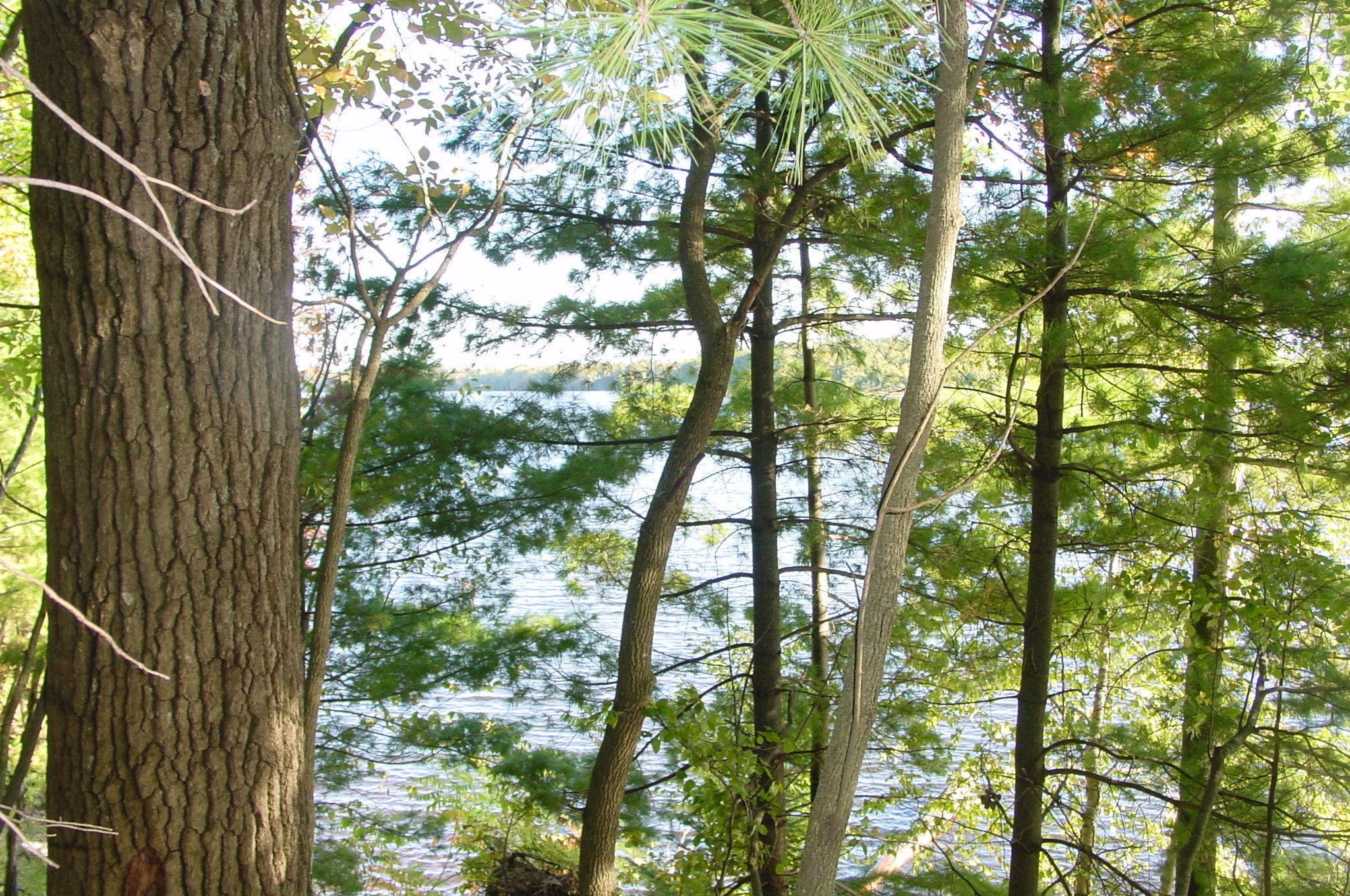 Lot 6 Mae West Road Property Photo 6