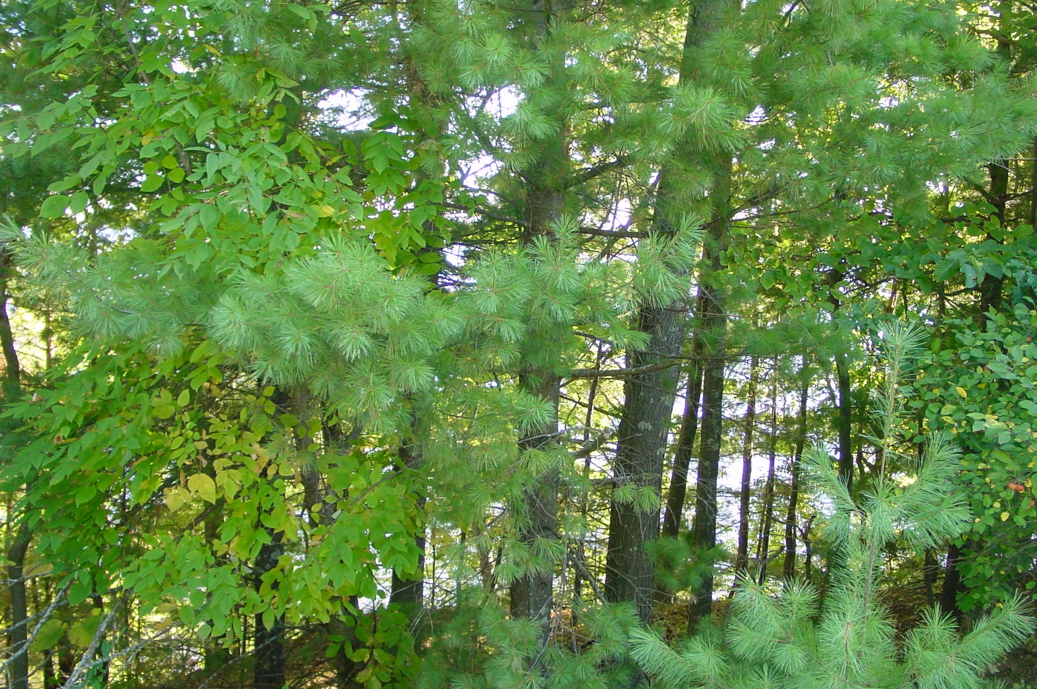 Lot 6 Mae West Road Property Photo 9