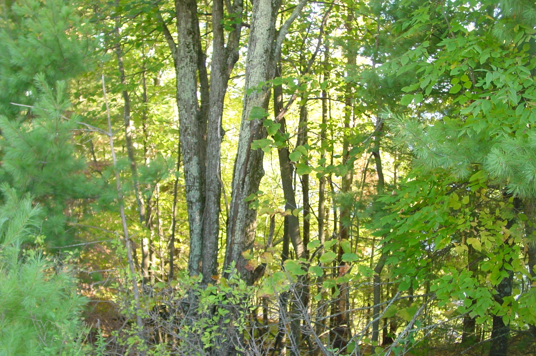 Lot 6 Mae West Road Property Photo 10