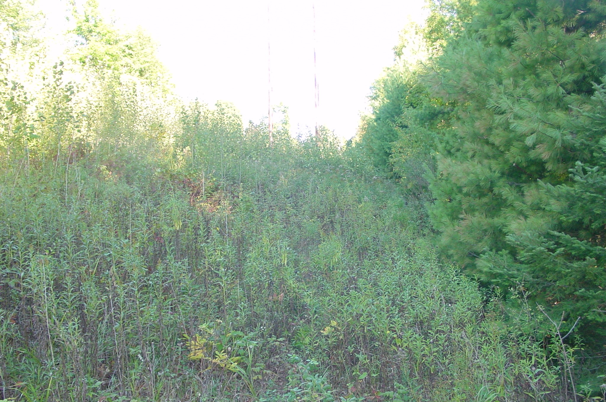 Lot 6 Mae West Road Property Photo 11