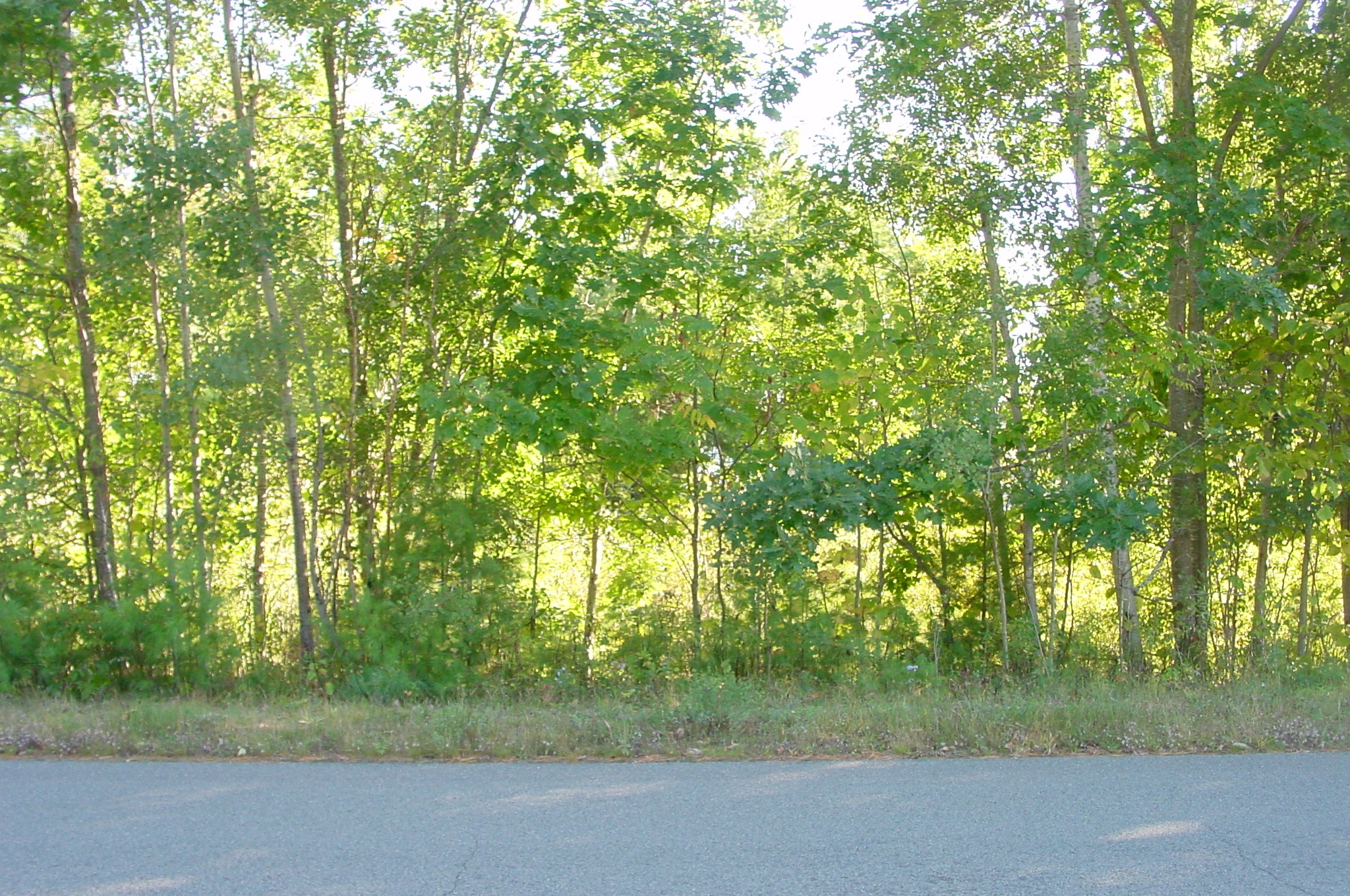 Lot 6 Mae West Road Property Photo 14