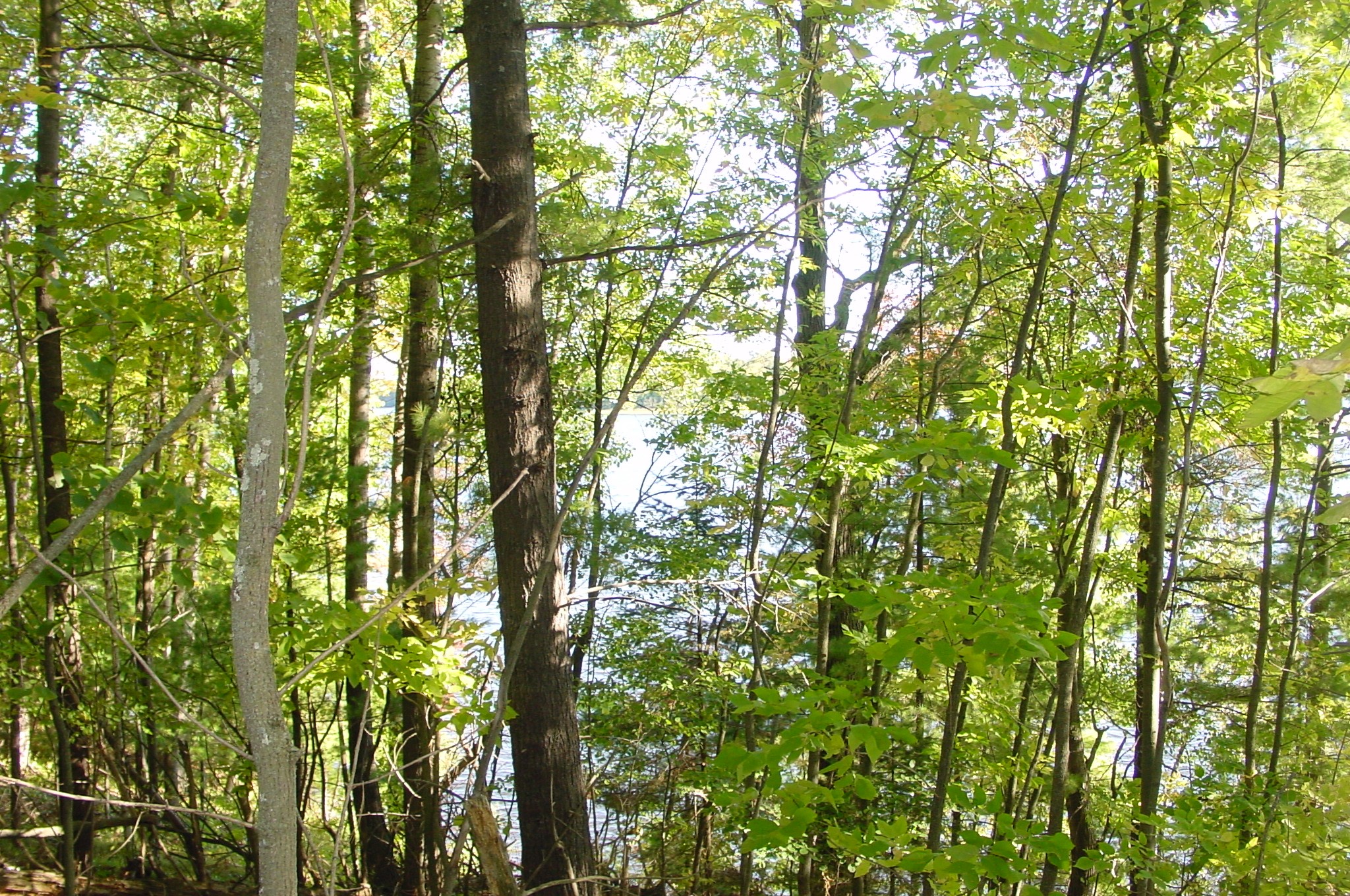 Lot 6 Mae West Road Property Photo 15