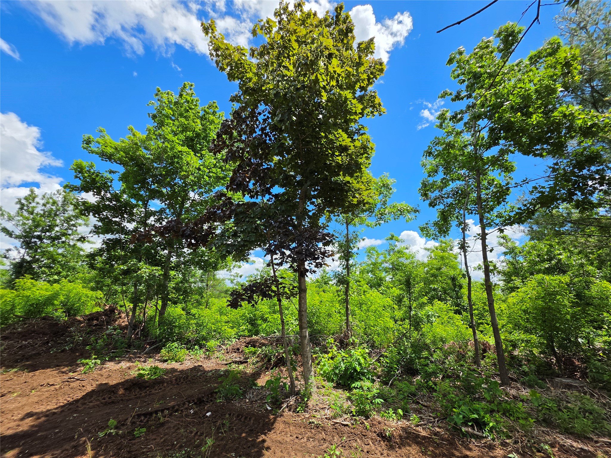 Lot 8 370th Avenue Property Photo 3