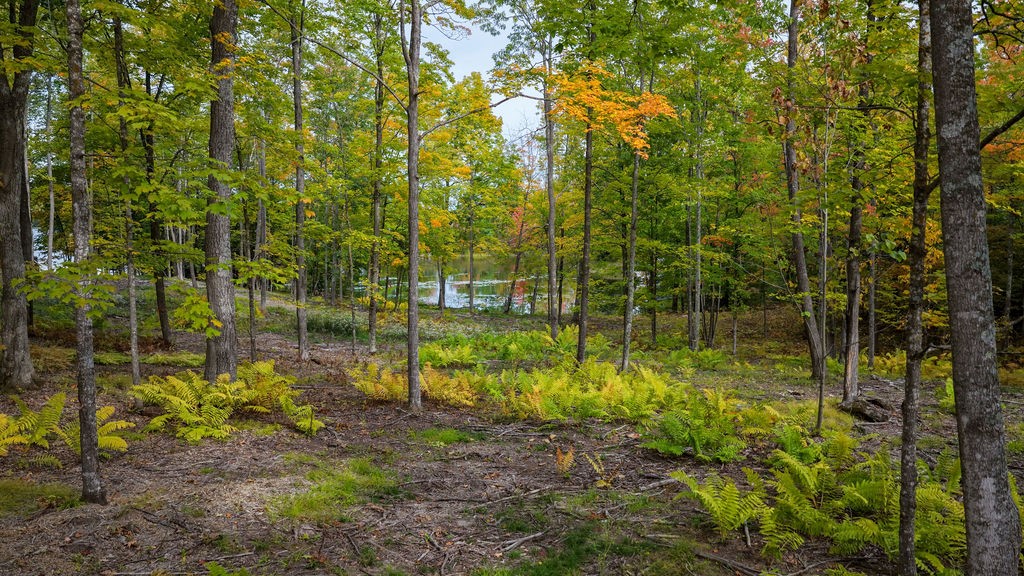 Lot 2 Nelson Lake Road Property Photo 15