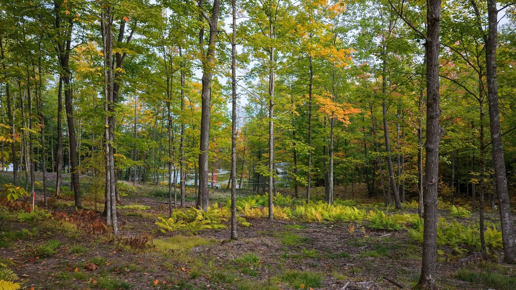 Lot 2 Nelson Lake Road Property Photo 16
