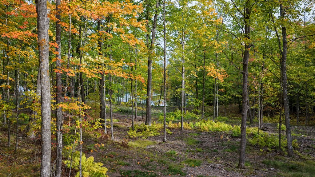Lot 2 Nelson Lake Road Property Photo 21
