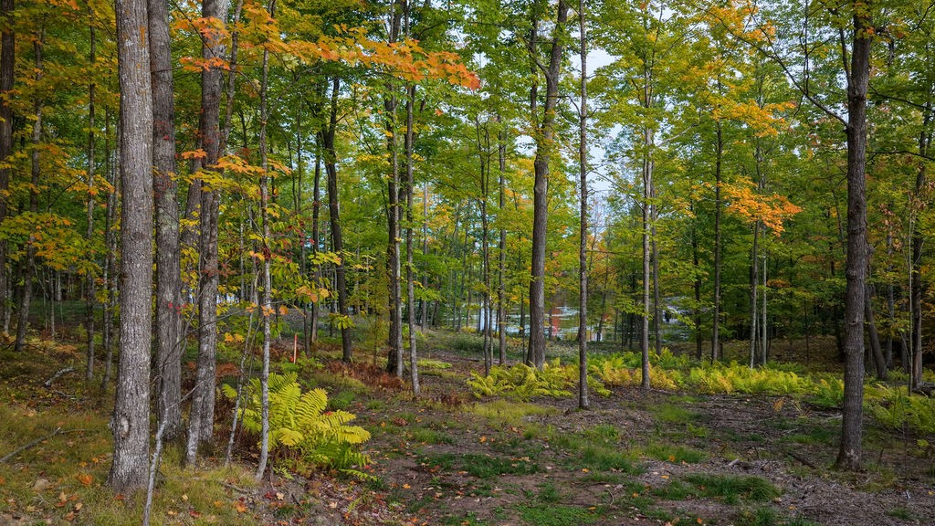 Lot 3 Nelson Lake Road Property Photo 14
