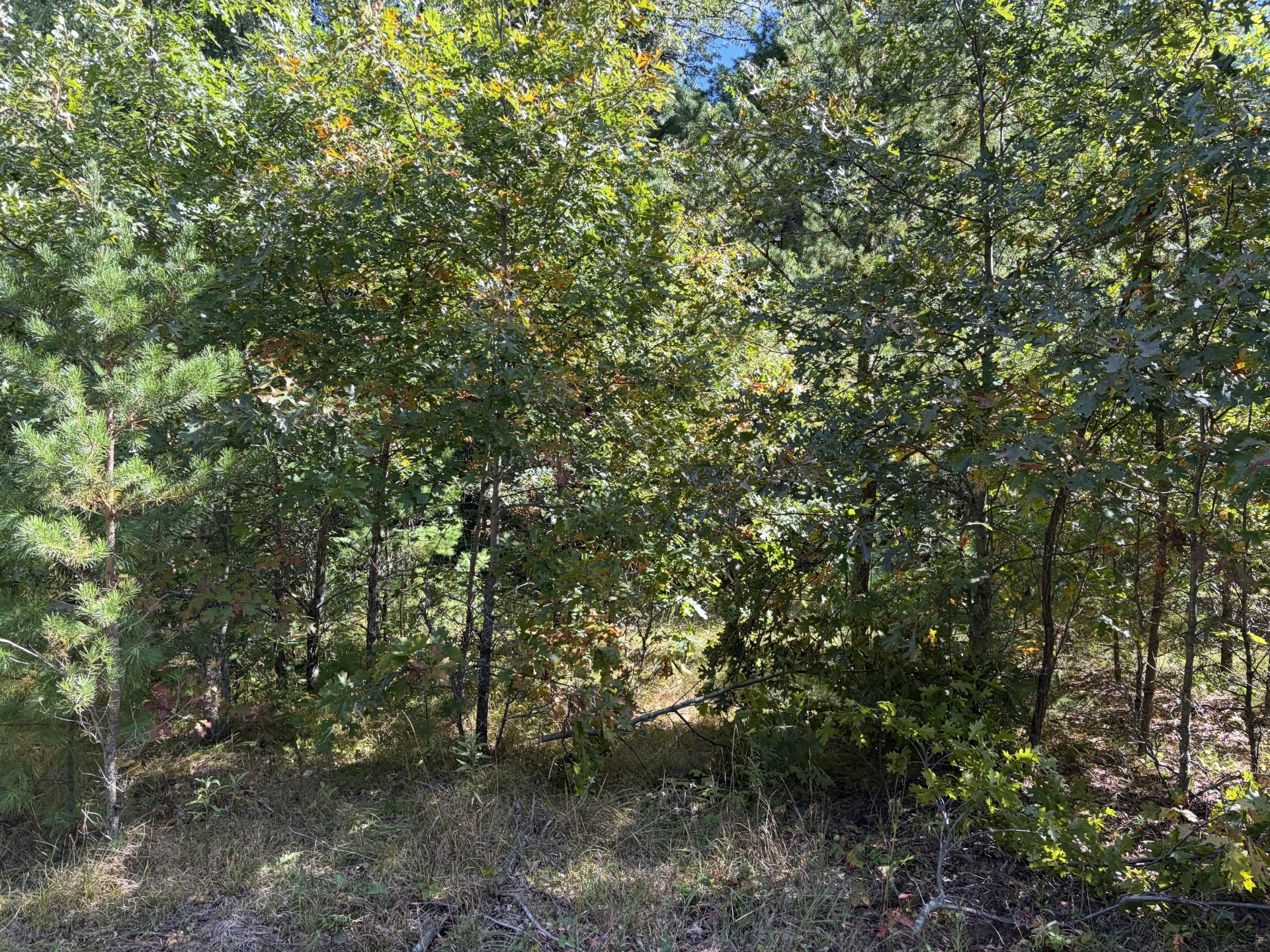 Xxx Bluebird Trail Property Photo 5