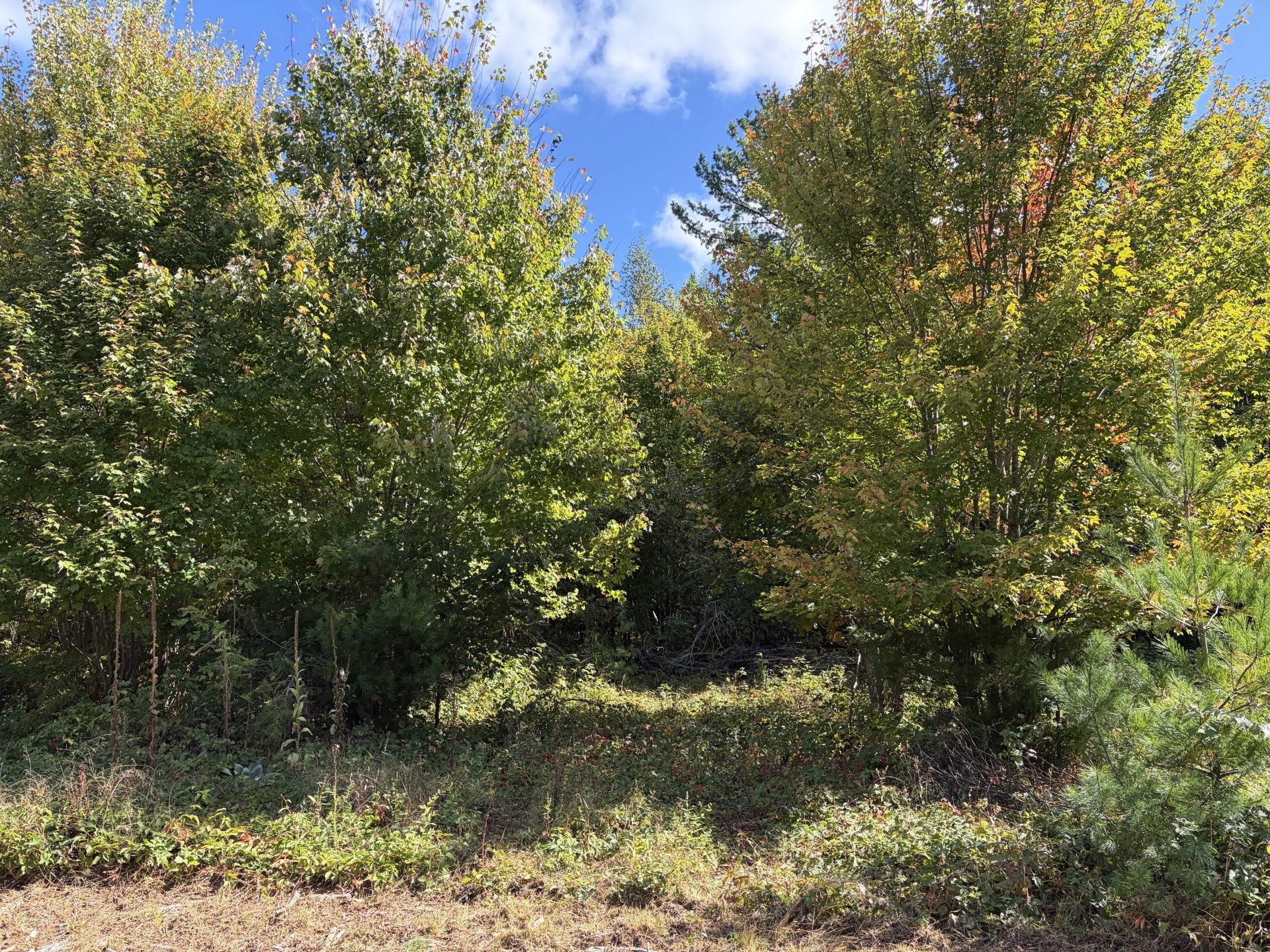 Xxx Bluebird Trail Property Photo 6