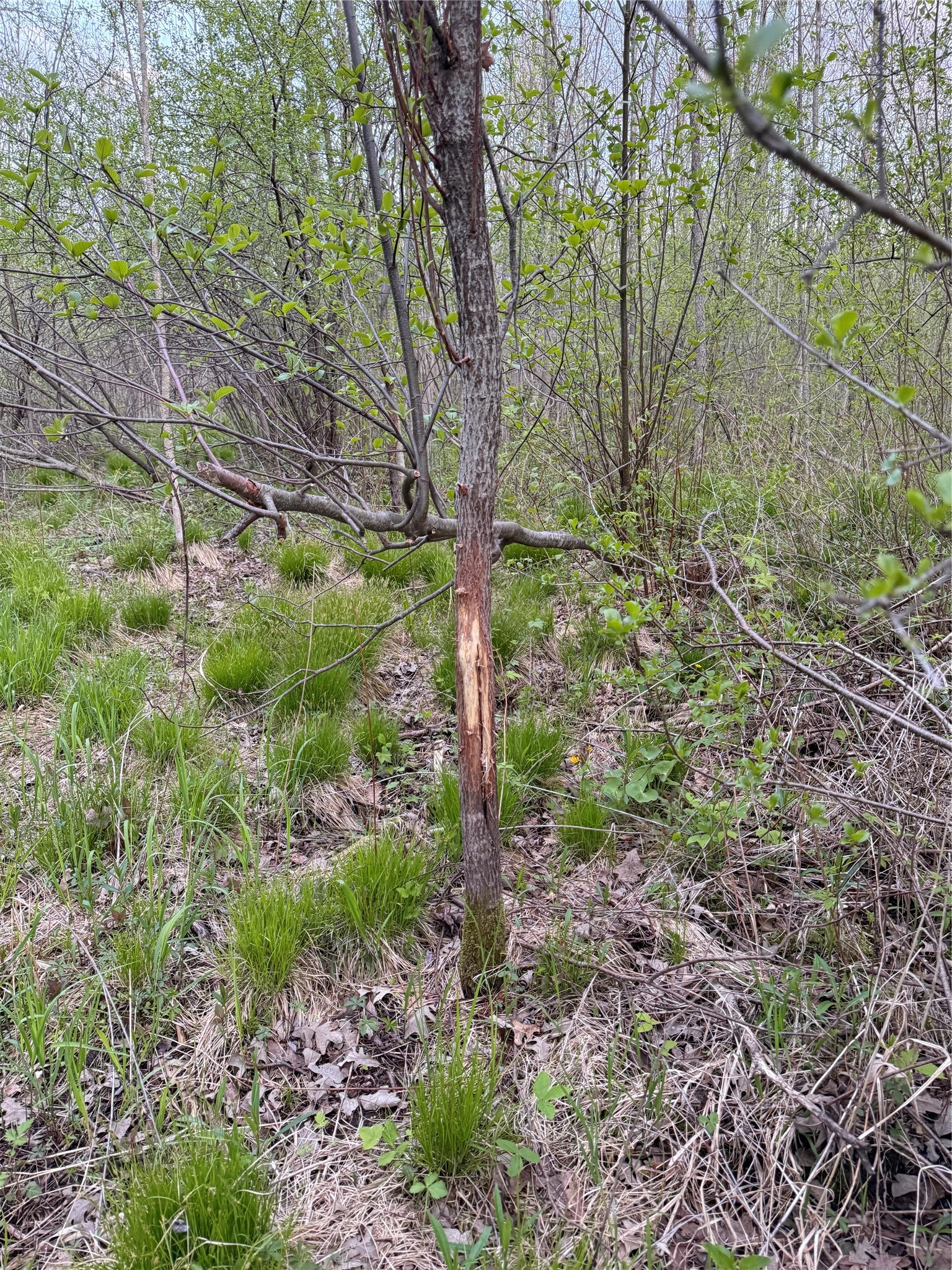 27.6 Acres Off Helena Drive Property Photo 10