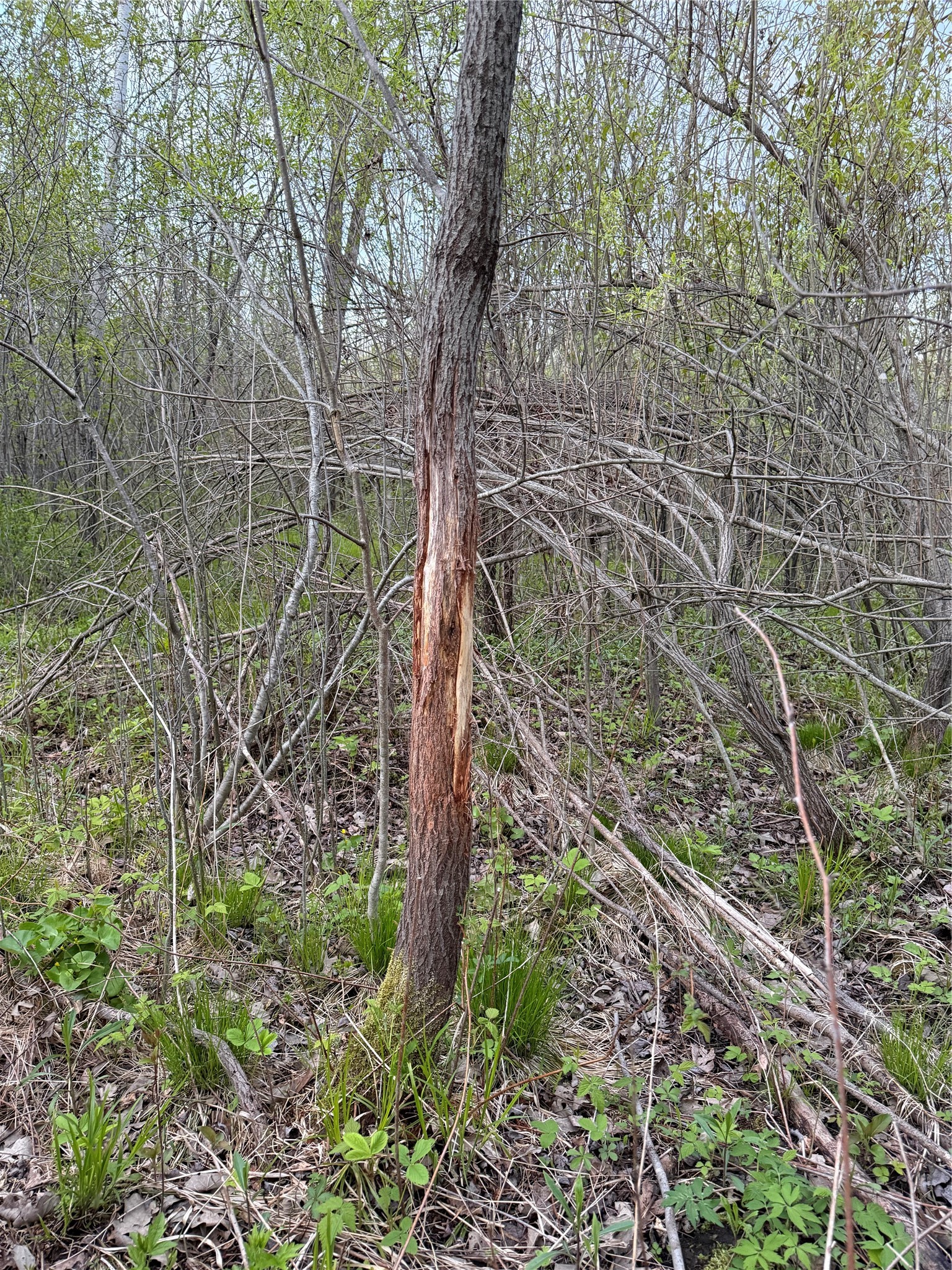 27.6 Acres Off Helena Drive Property Photo 16