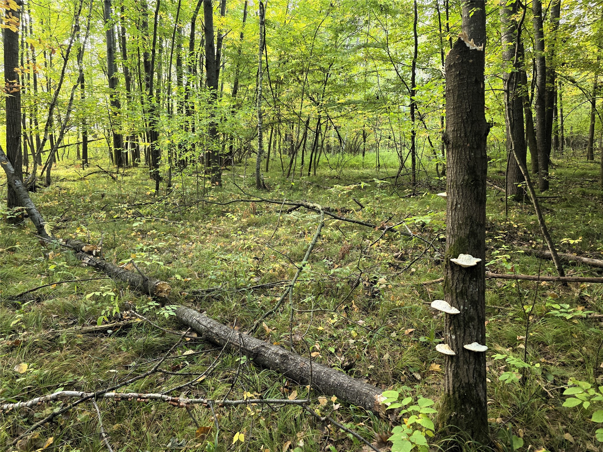 N 3368 Sawdust Rd. Property Photo 23