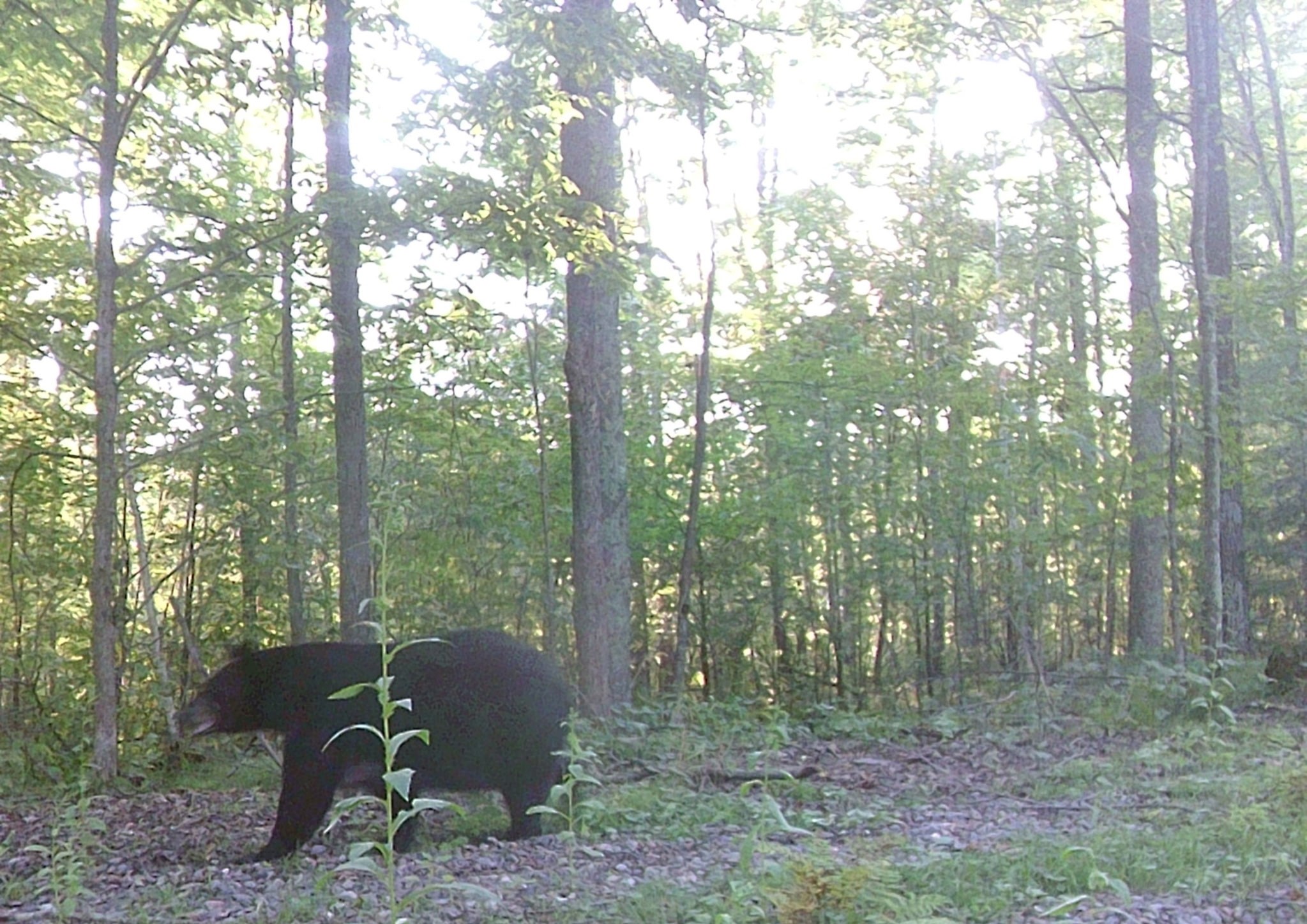 N 3368 Sawdust Rd. Property Photo 53