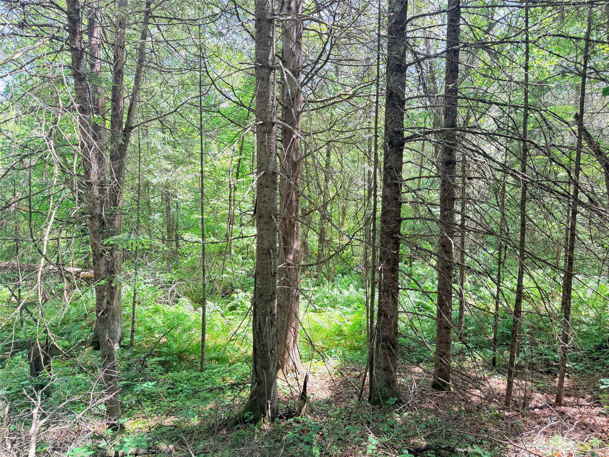 Lot 3 Boat Landing Road Property Photo 20