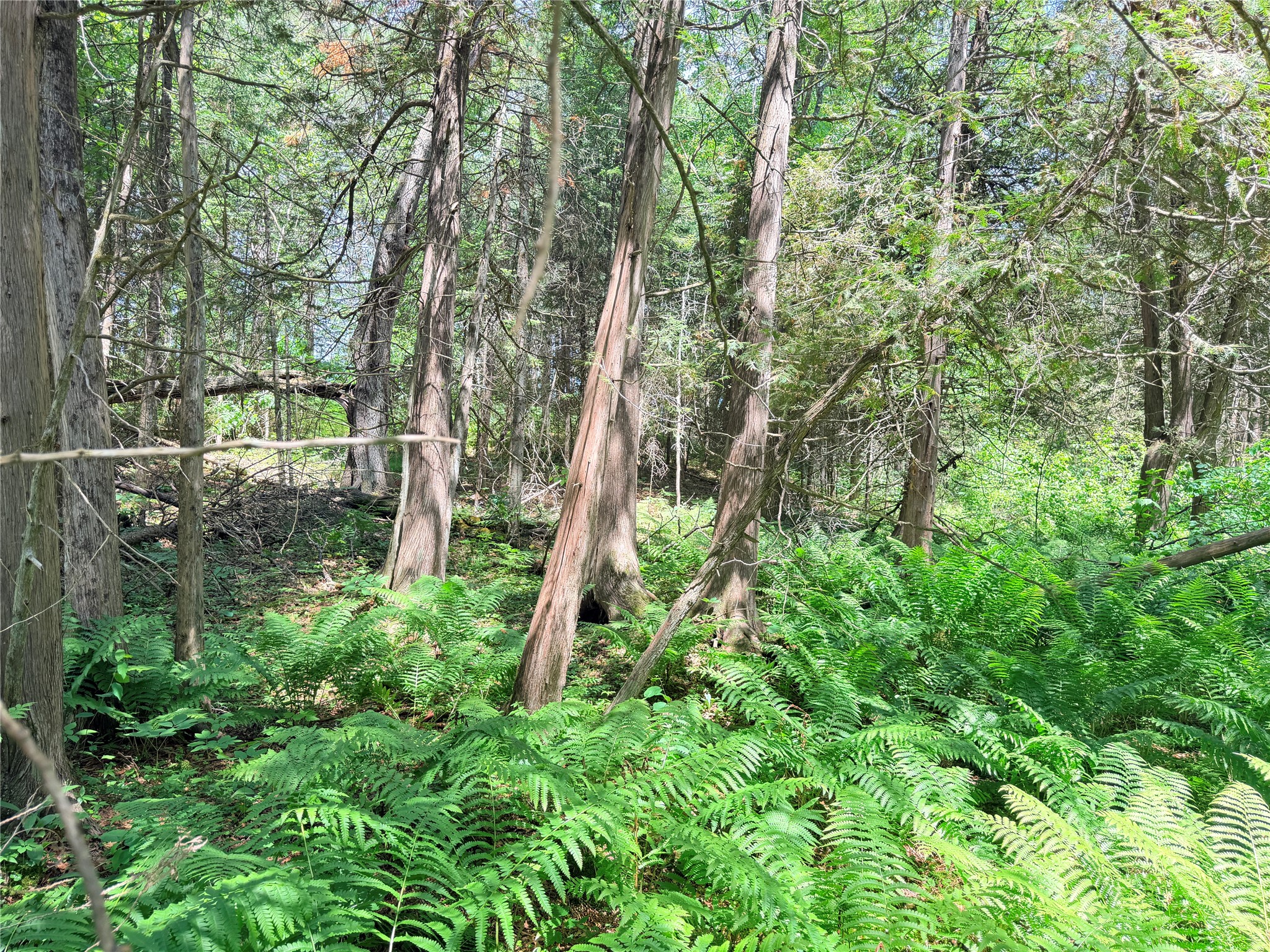 Lot 3 Boat Landing Road Property Photo 24