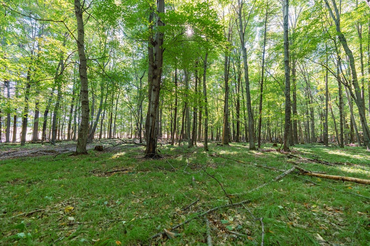 Lot5 815th Avenue Property Photo 3