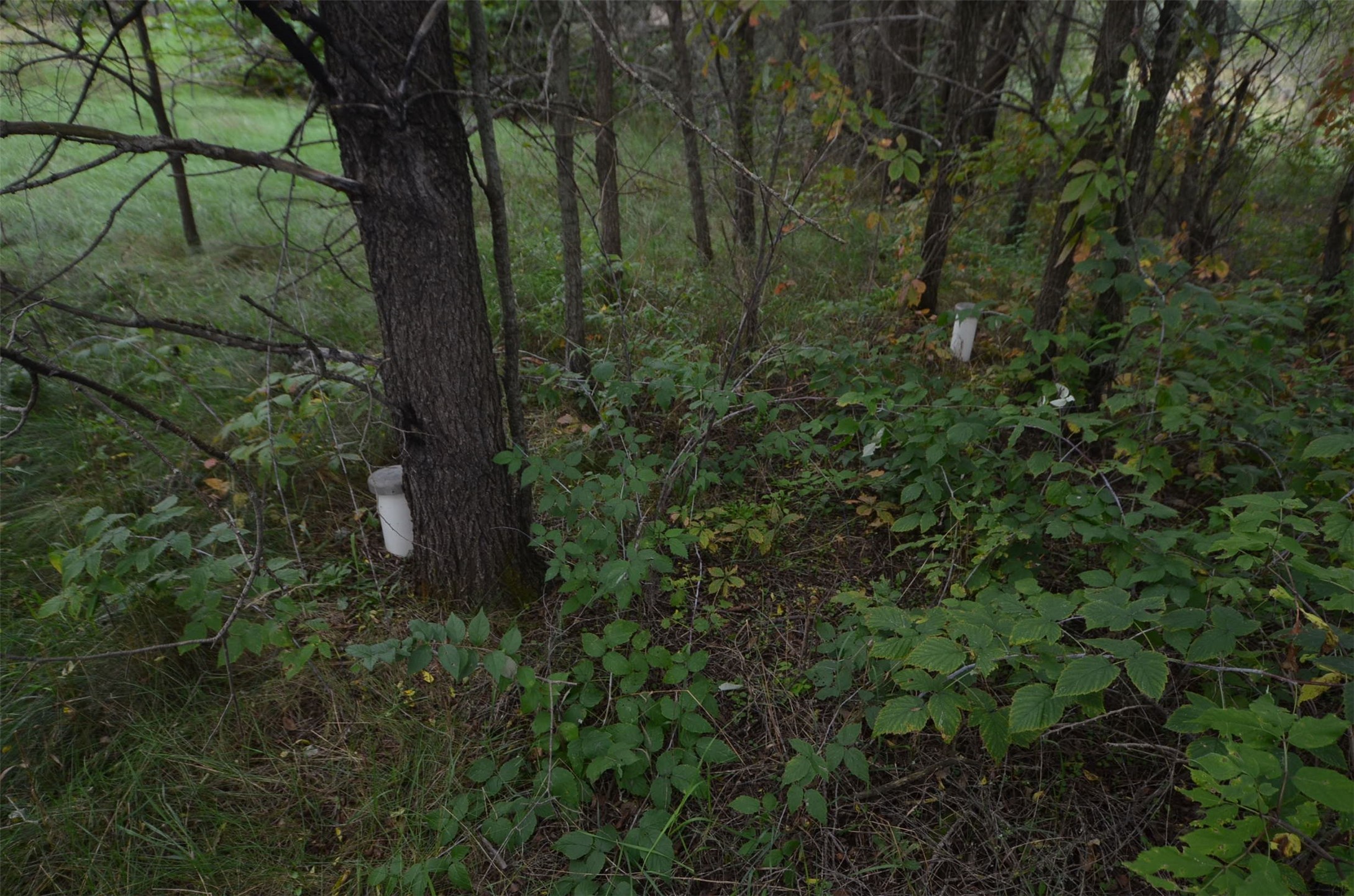 N47414 County Road Y Property Photo 23