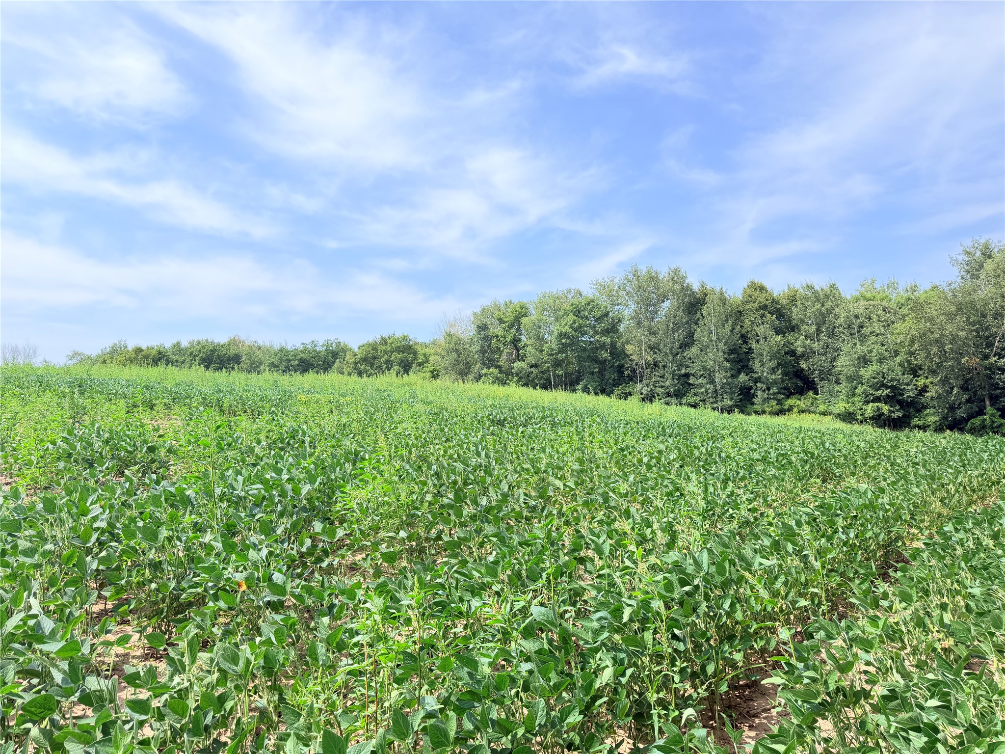 Lot 2 - 10 Acres 230th Street Property Photo 8