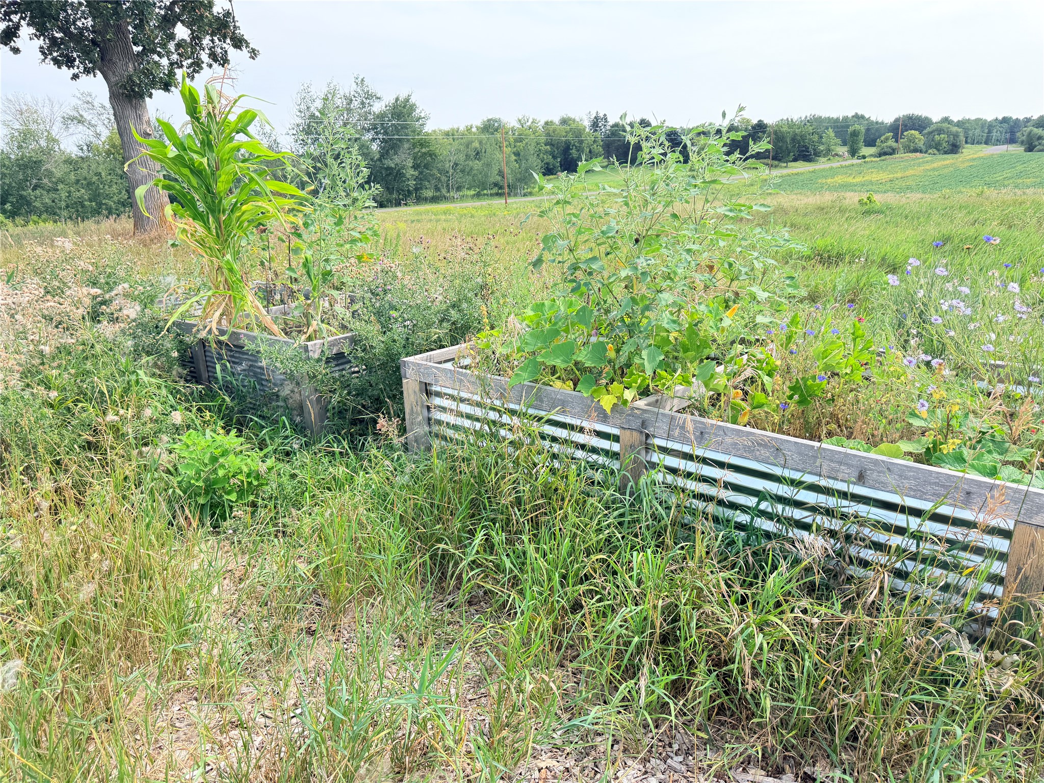 Lot 2 - 10 Acres 230th Street Property Photo 11