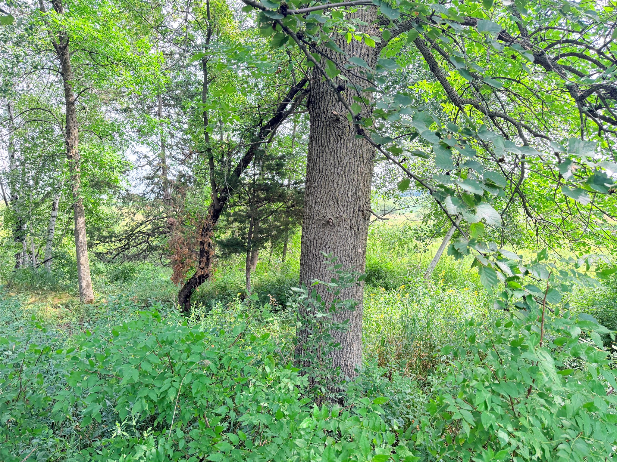 Lot 2 - 10 Acres 230th Street Property Photo 20