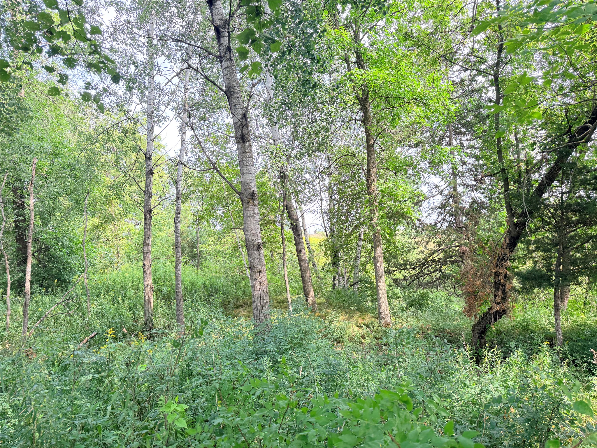 Lot 2 - 10 Acres 230th Street Property Photo 22