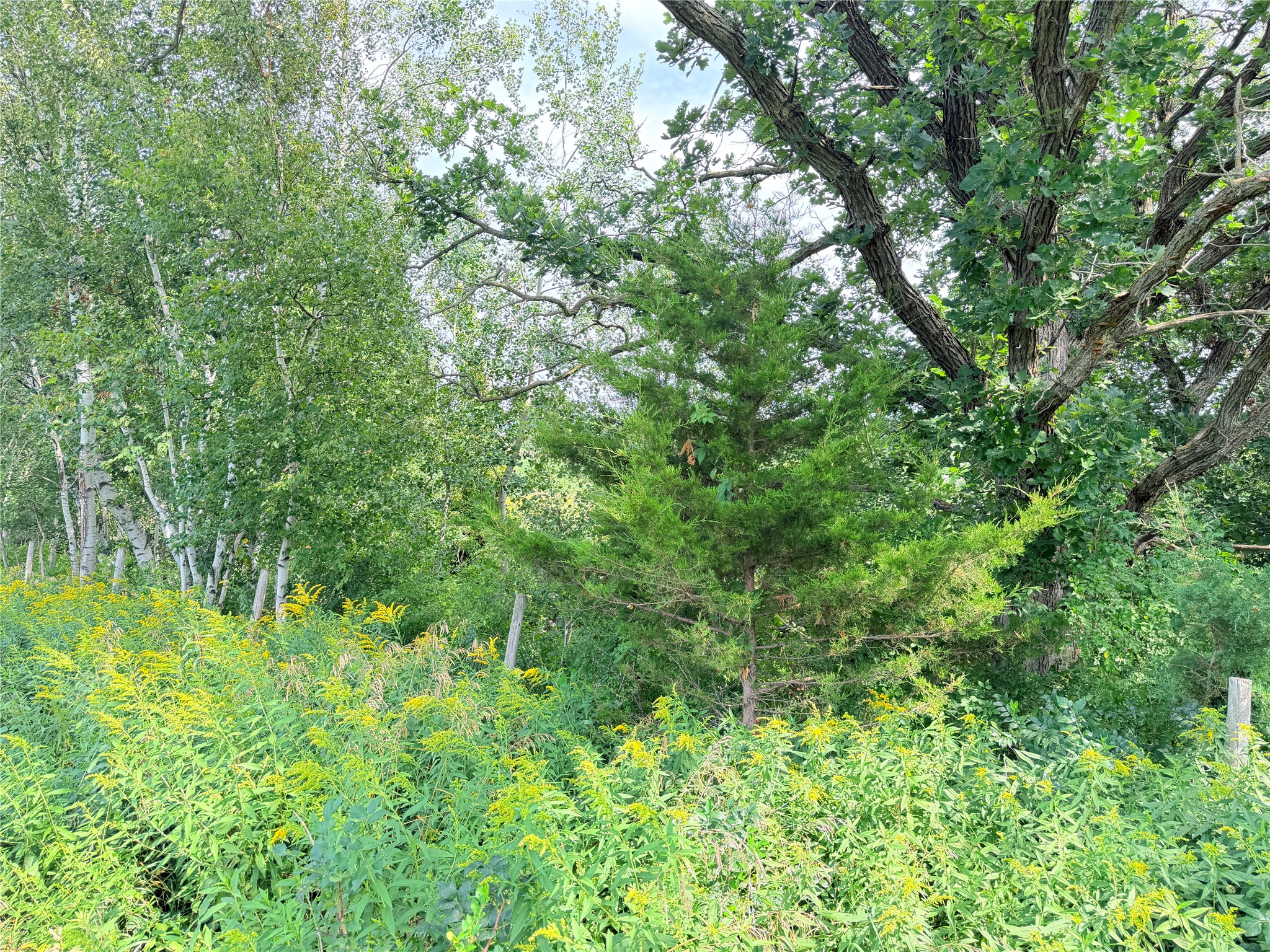 Lot 2 - 10 Acres 230th Street Property Photo 23