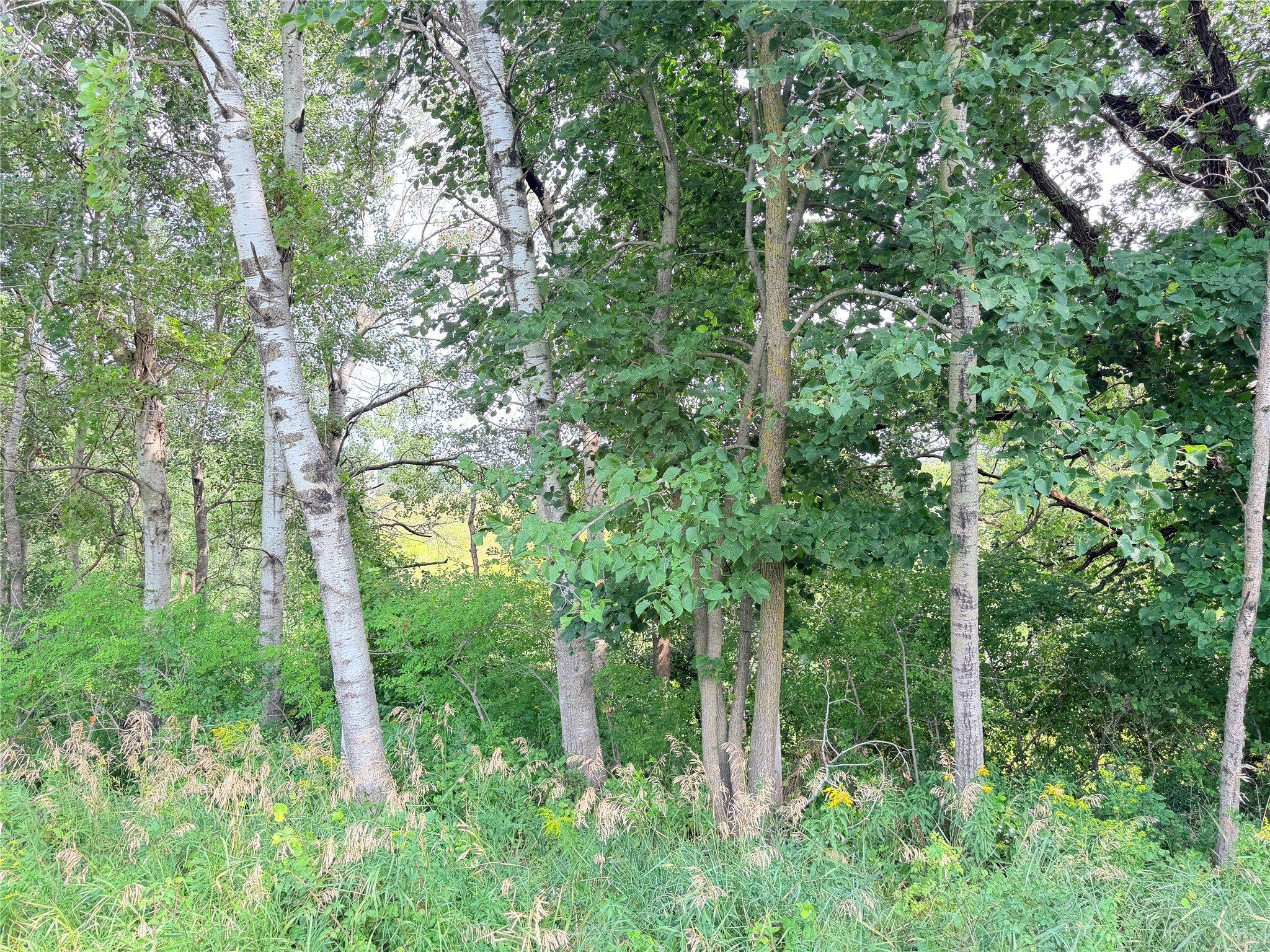 Lot 2 - 10 Acres 230th Street Property Photo 25
