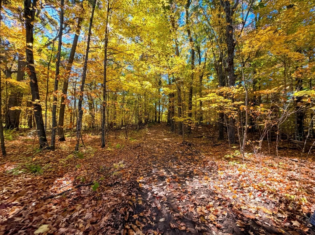 Lot 79 Loons Landing Road Property Photo 6