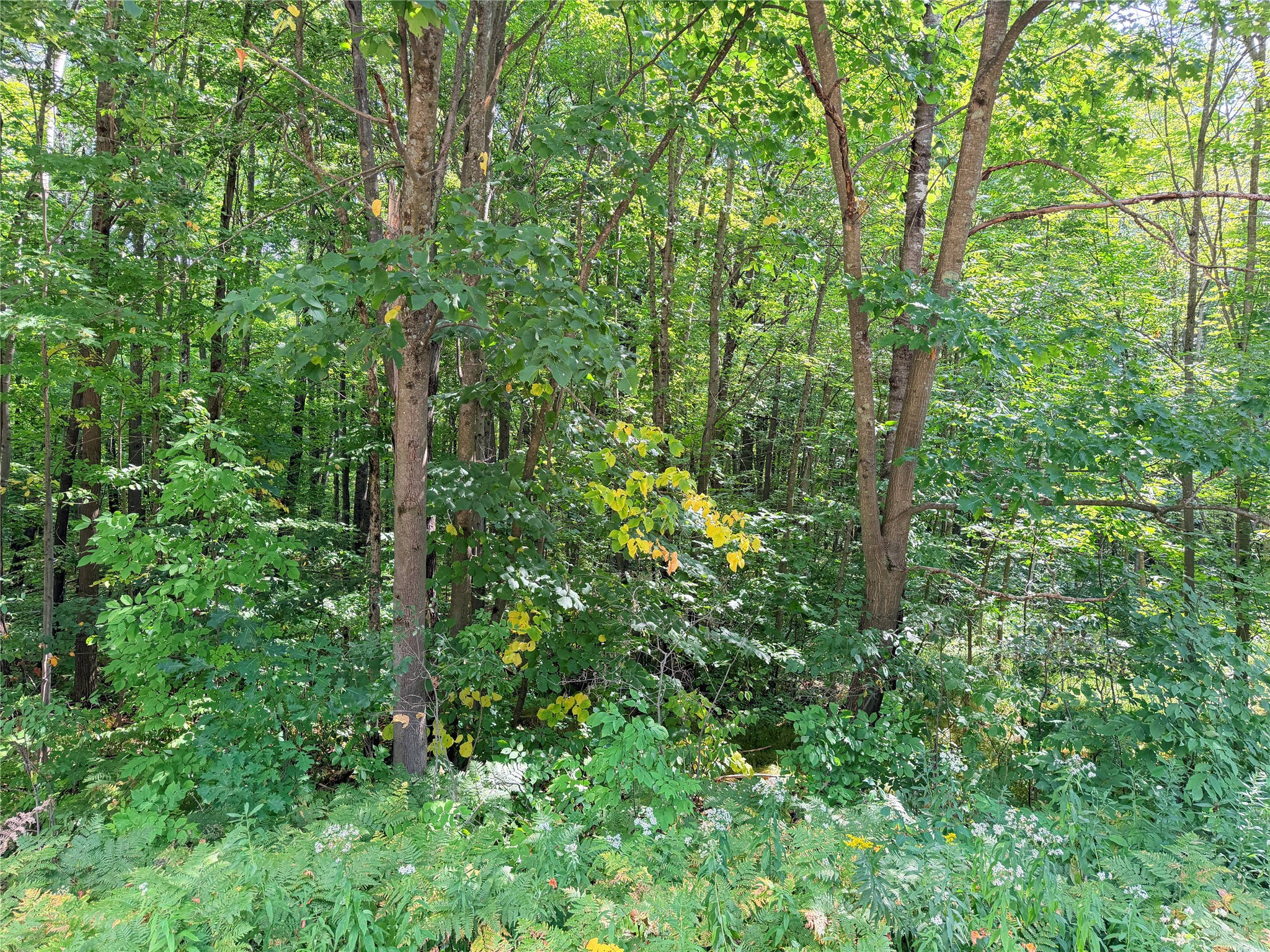 Lot 2 County Highway X Property Photo 4