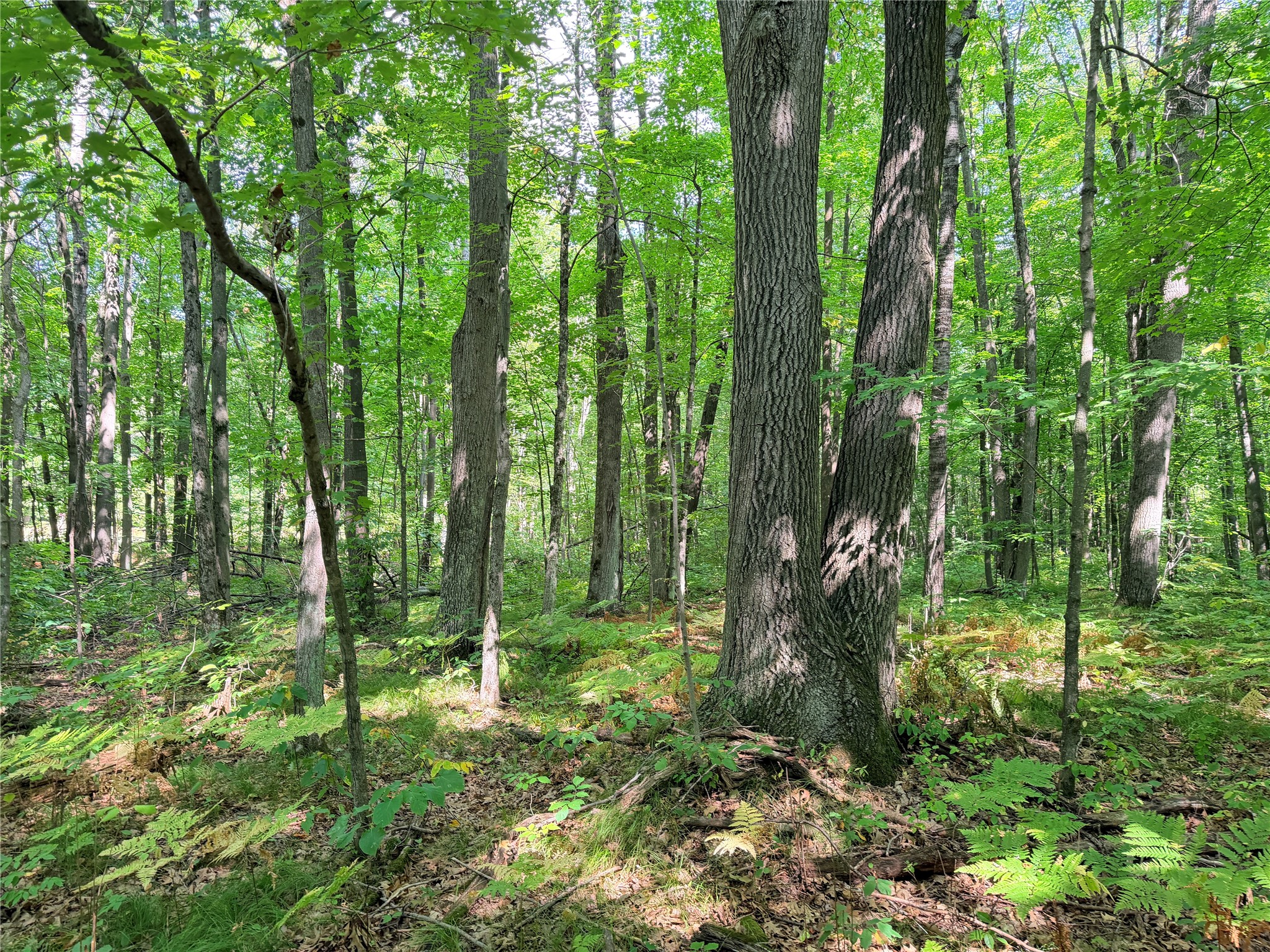Lot 2 County Highway X Property Photo 9