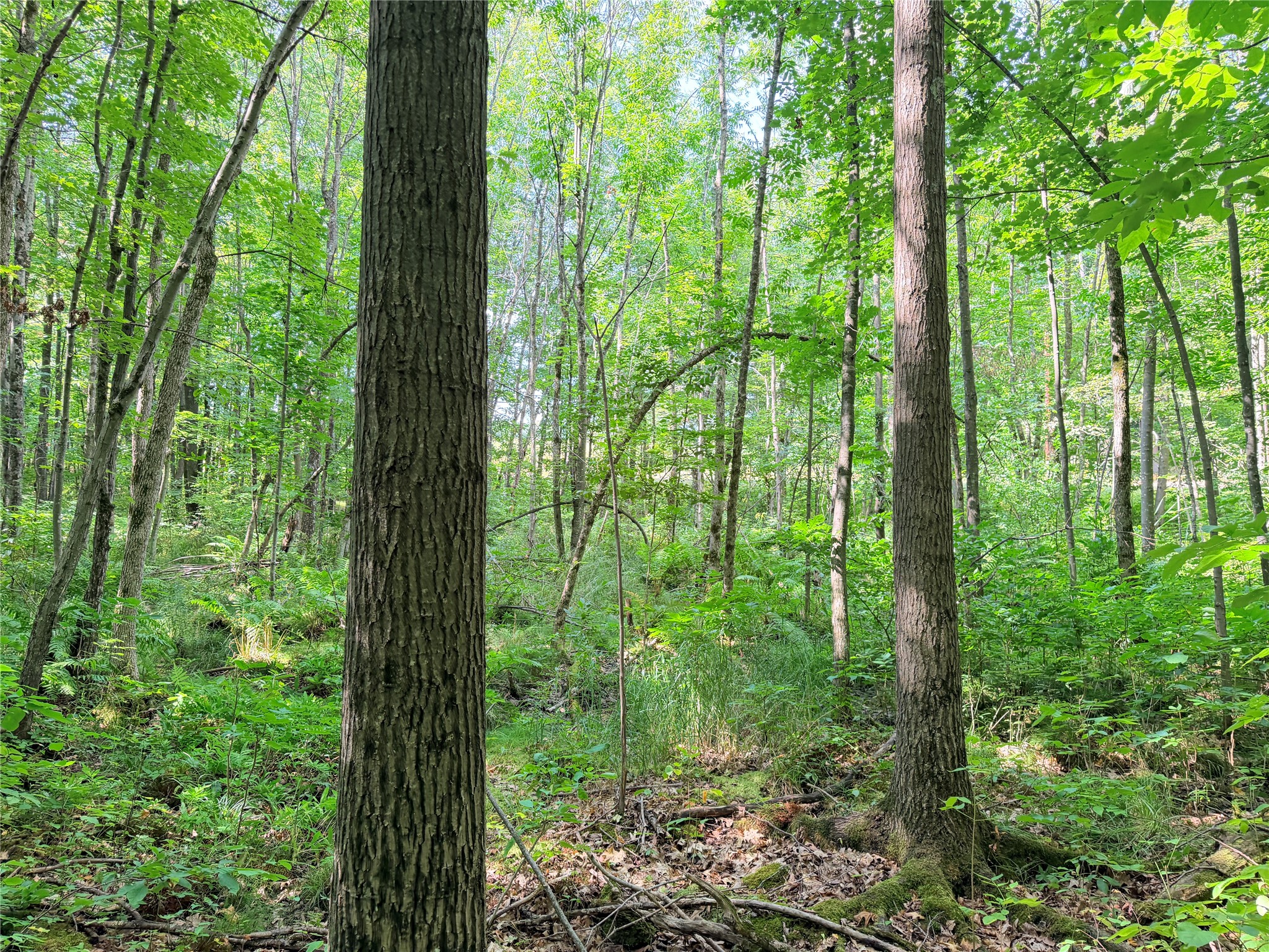 Lot 2 County Highway X Property Photo 10