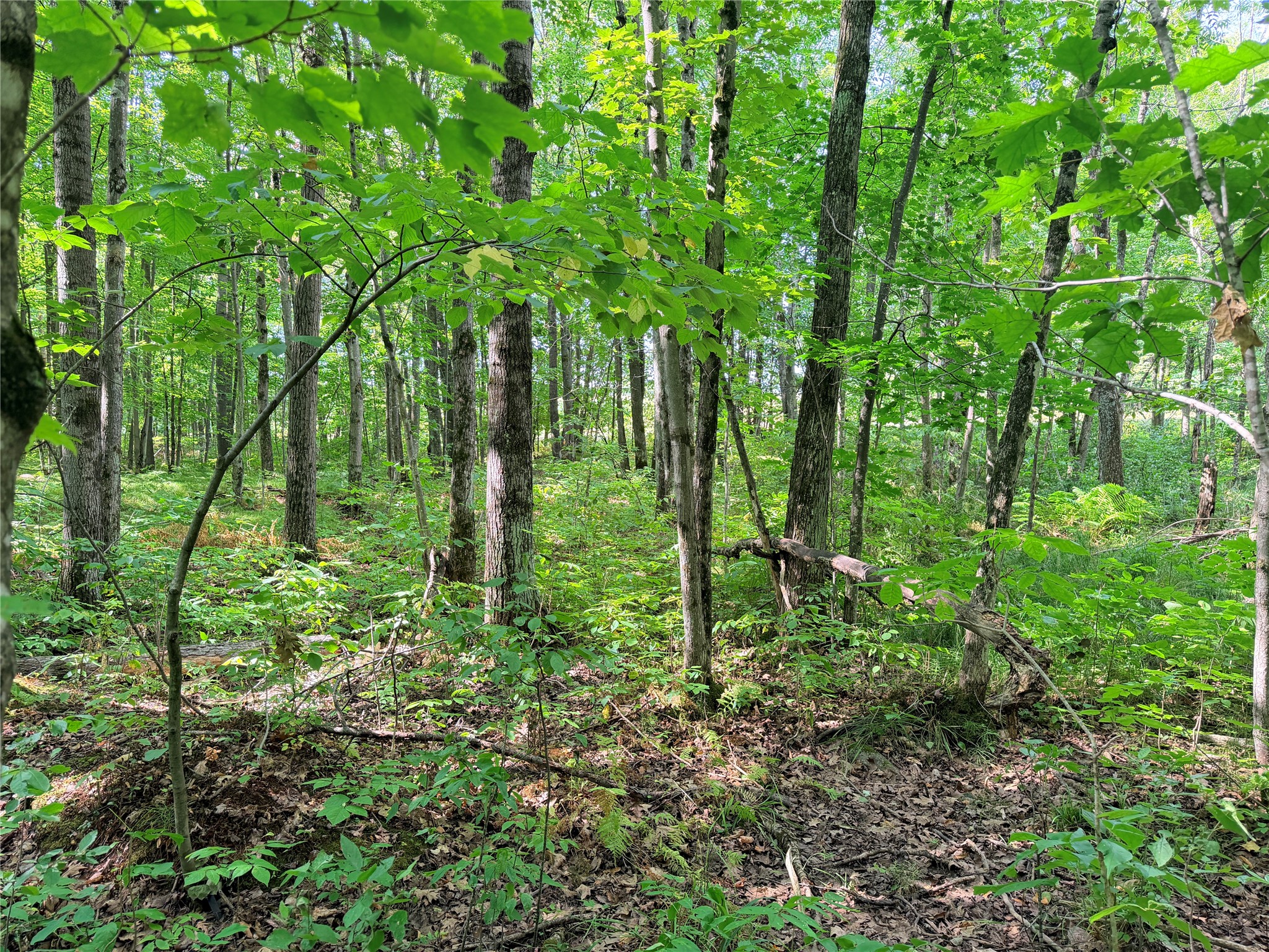 Lot 2 County Highway X Property Photo 11