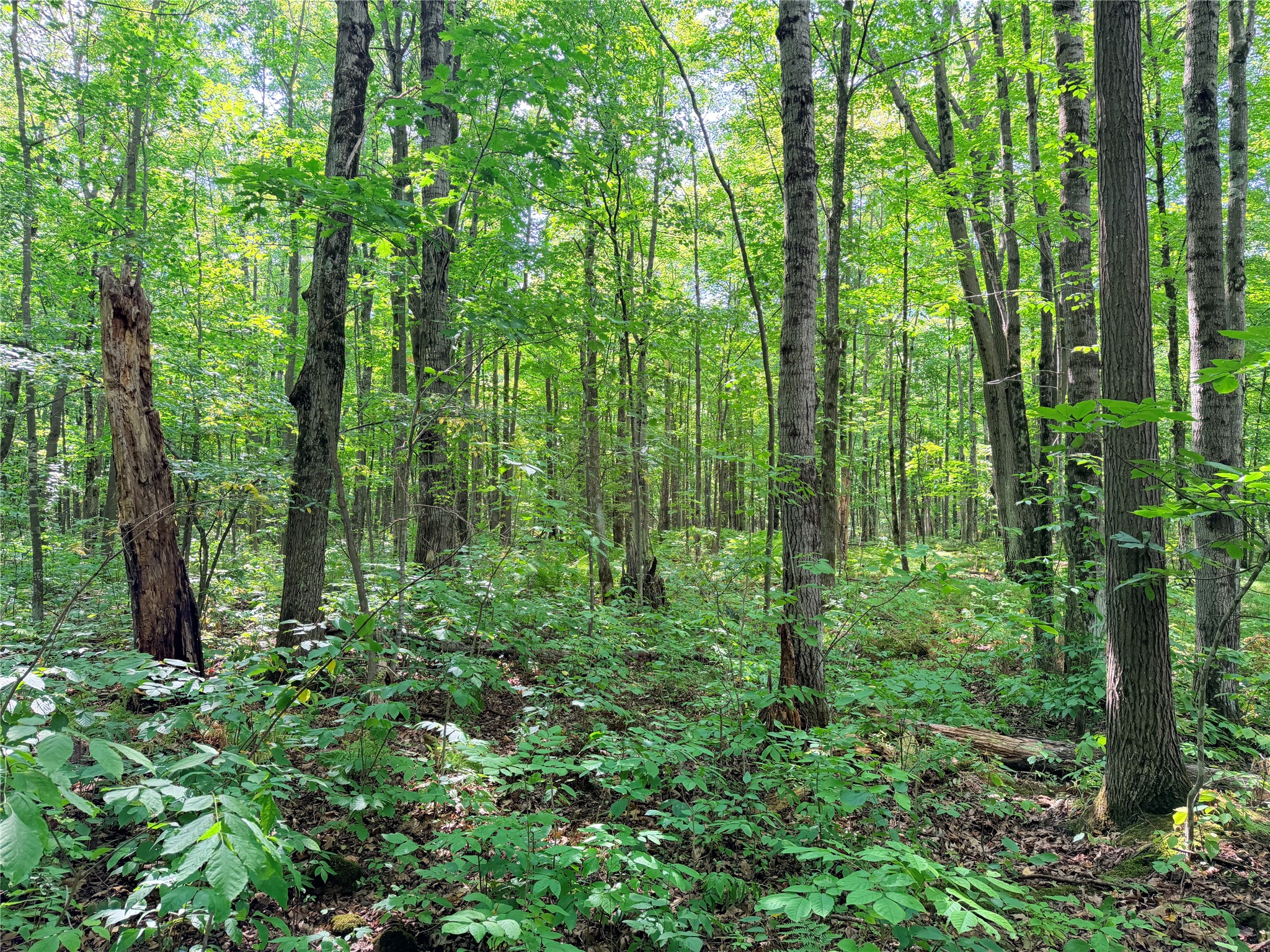 Lot 2 County Highway X Property Photo 12