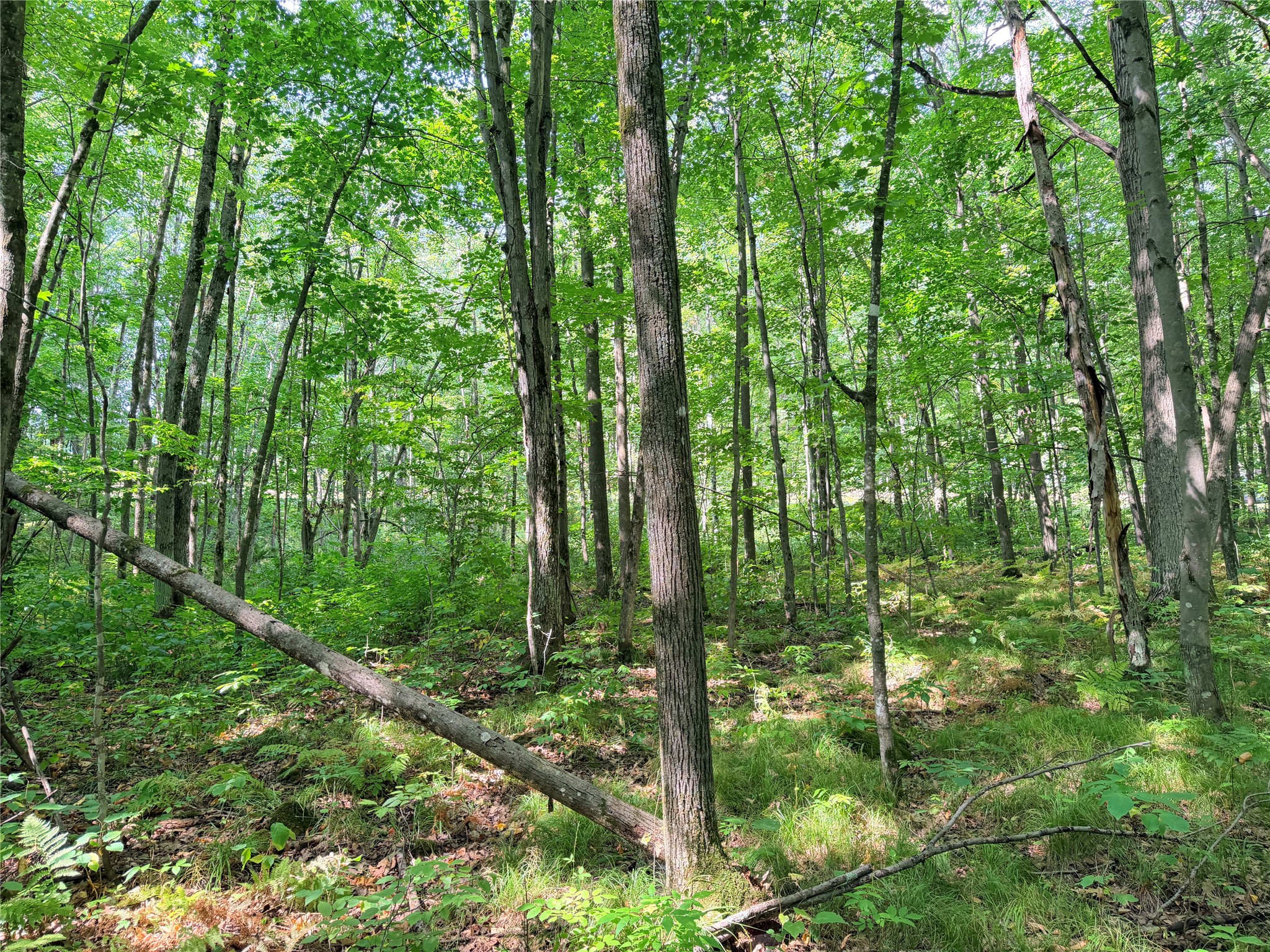 Lot 2 County Highway X Property Photo 13