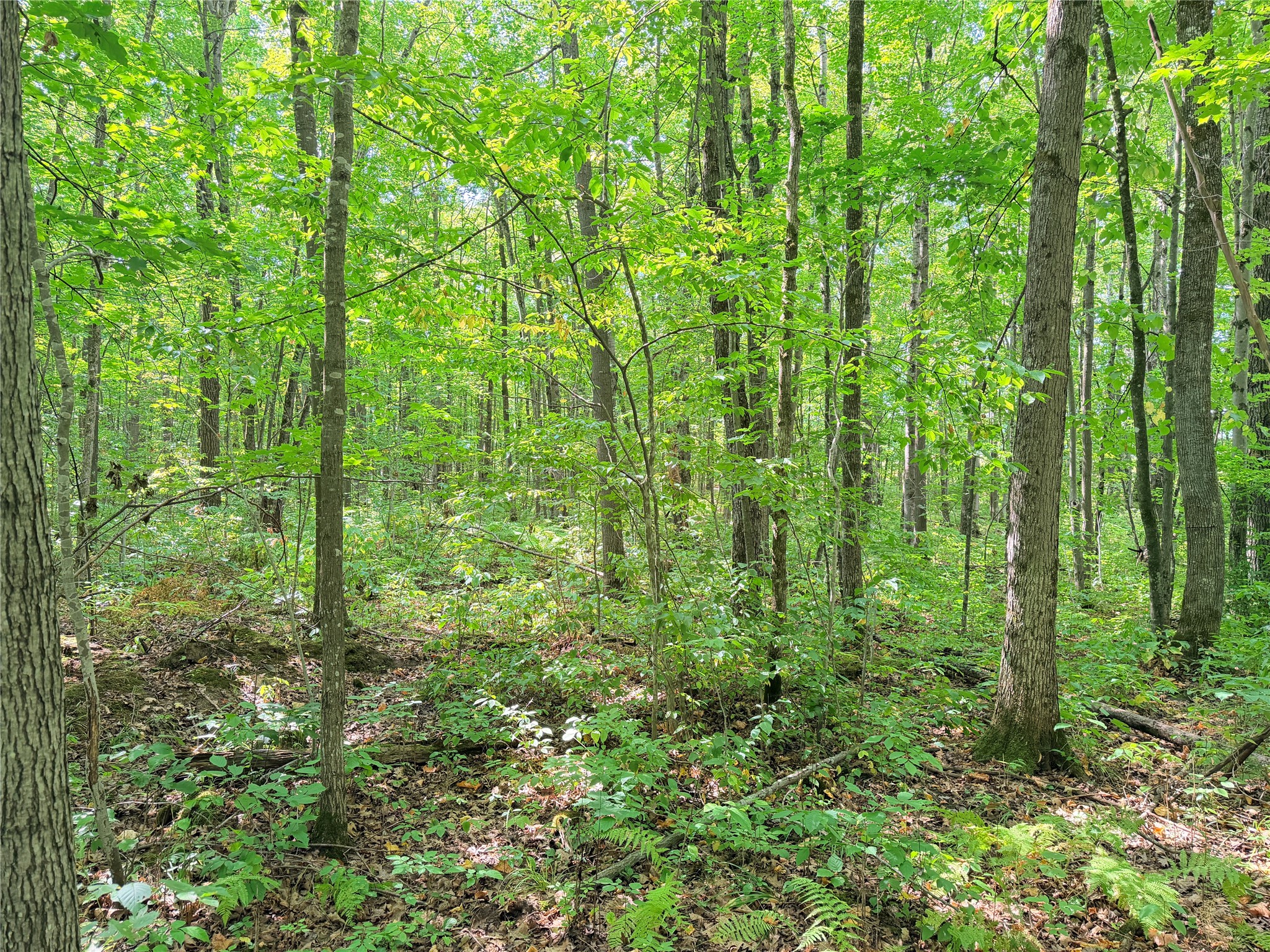 Lot 2 County Highway X Property Photo 14