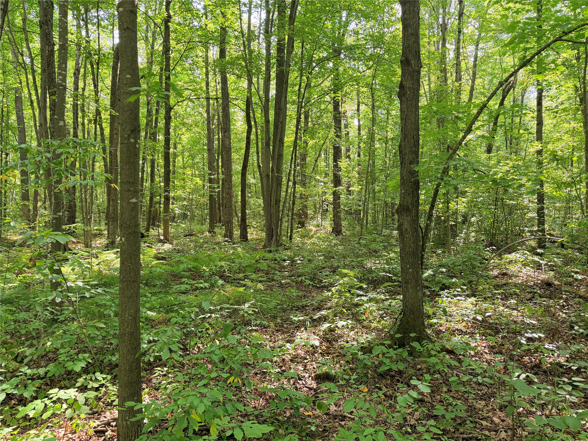Lot 2 County Highway X Property Photo 15