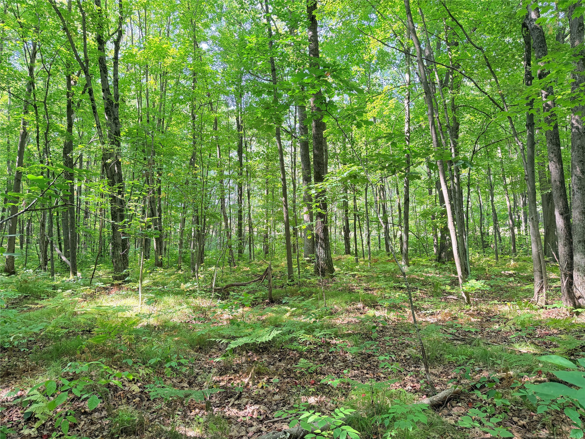 Lot 2 County Highway X Property Photo 16