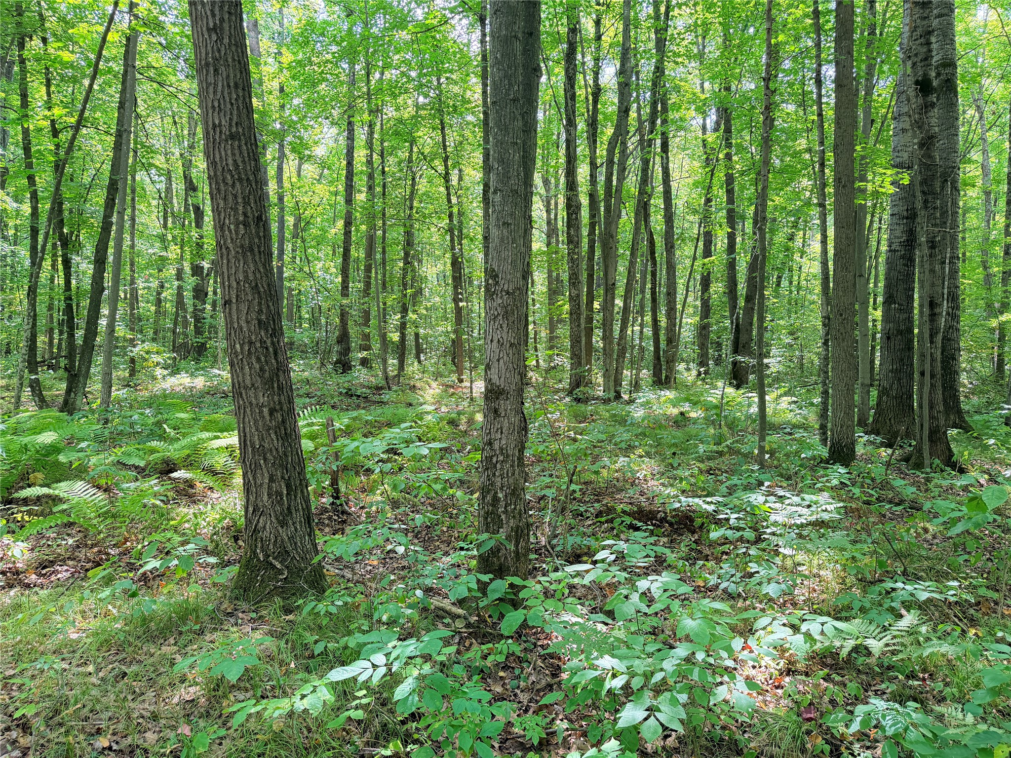 Lot 2 County Highway X Property Photo 17